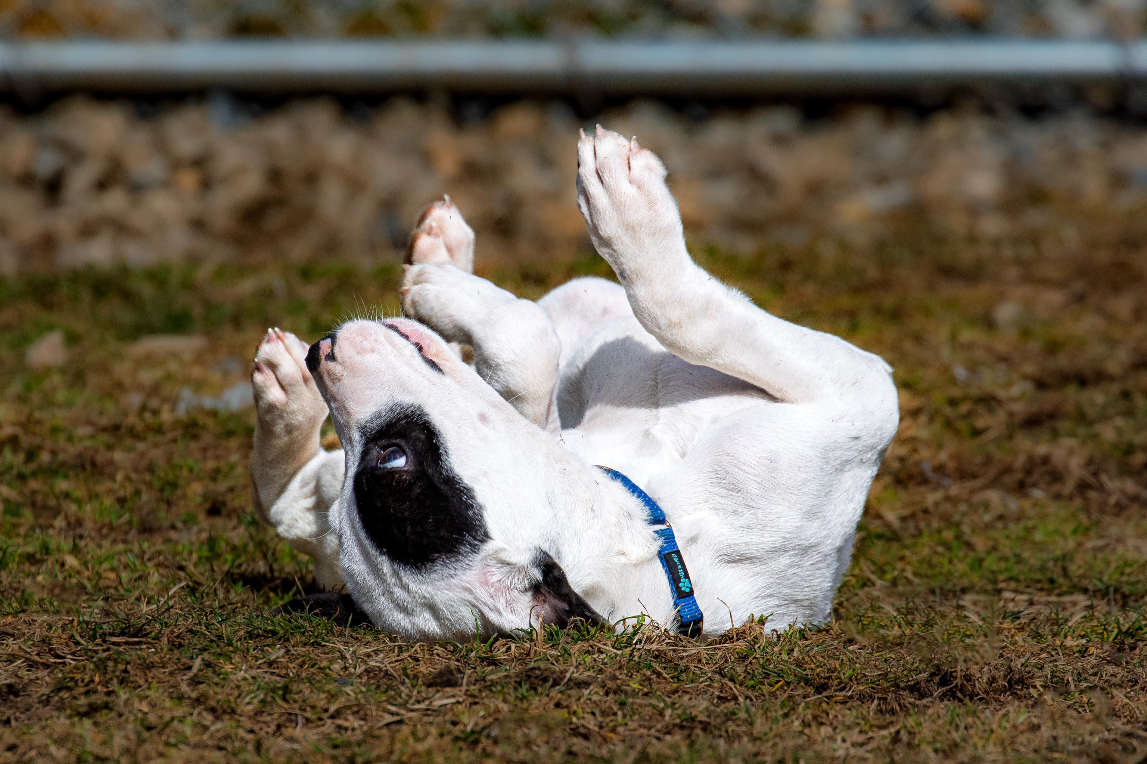 Enlarge Pluto, an adopted mixed breed in Danbury, CT image 2/3