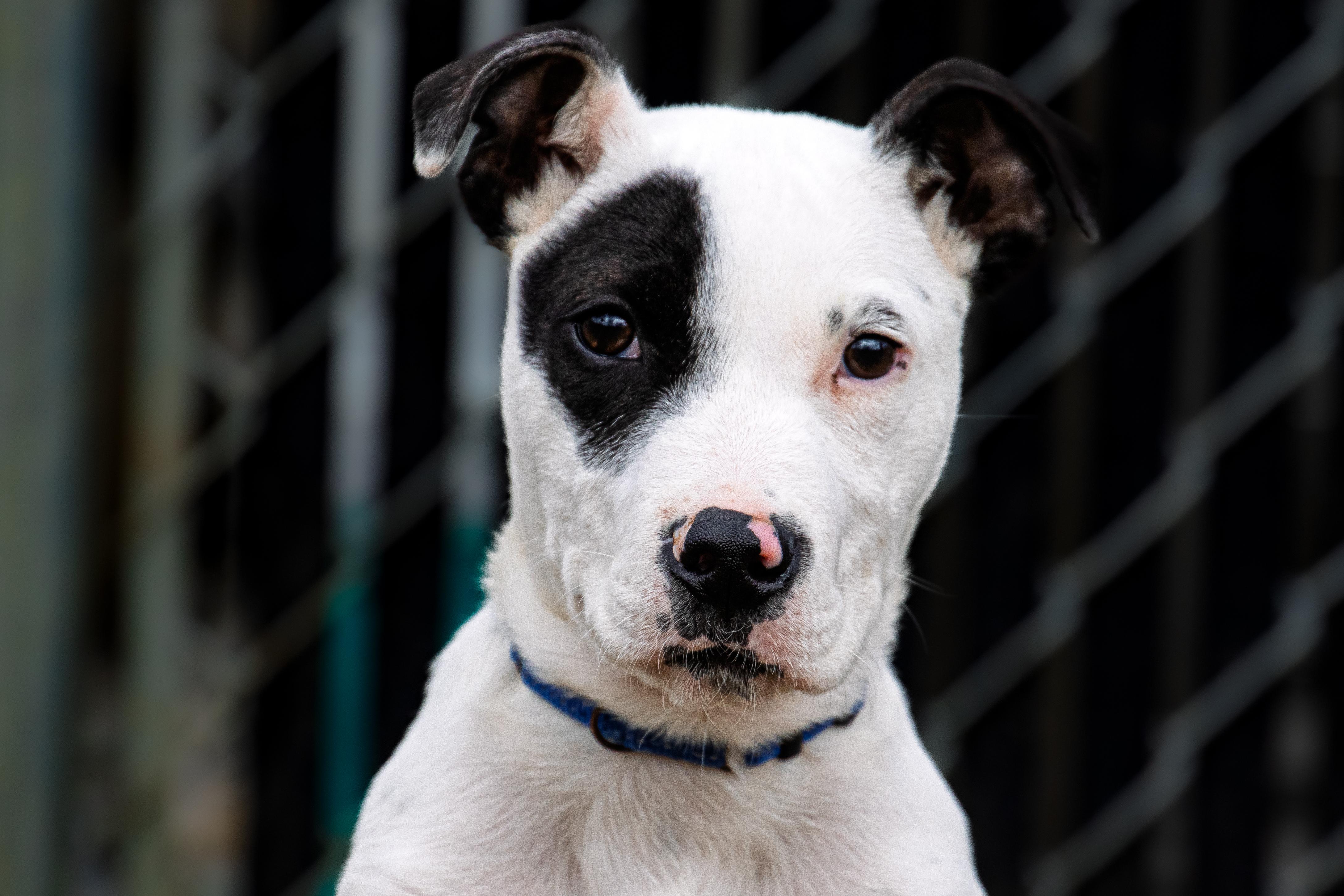 Enlarge Pluto, an adopted mixed breed in Danbury, CT image 1/3