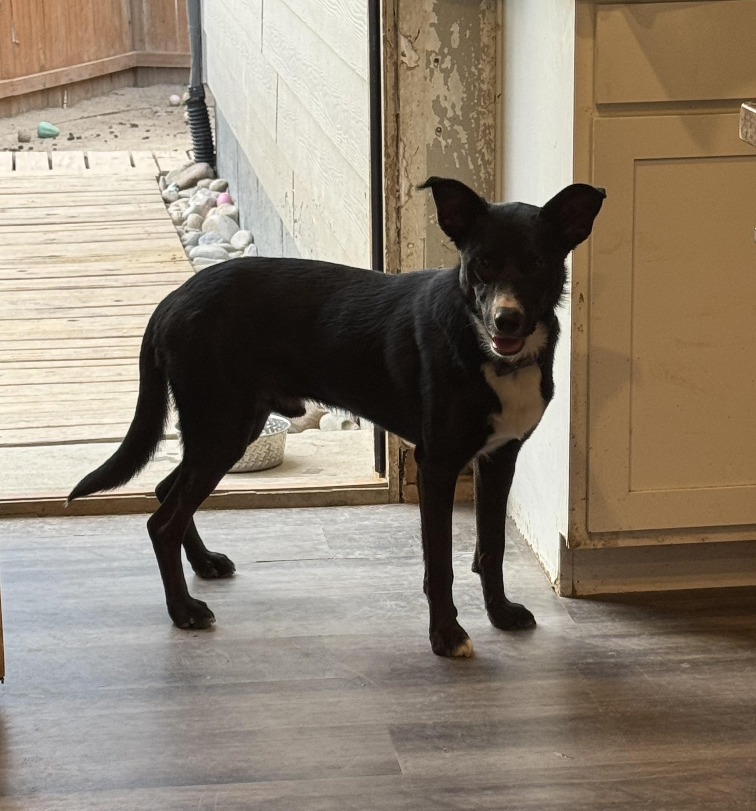 Enlarge Knox, a Adoptable mixed breed in Colorado Springs, CO image 5/6