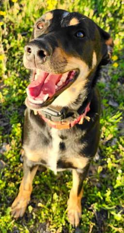 A-Tater, Adoptable, Young Female Doberman Pinscher & German Shepherd Dog.