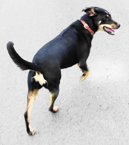 Enlarge A-Tater, a Adoptable mixed breed in Frankston, TX image 3/3