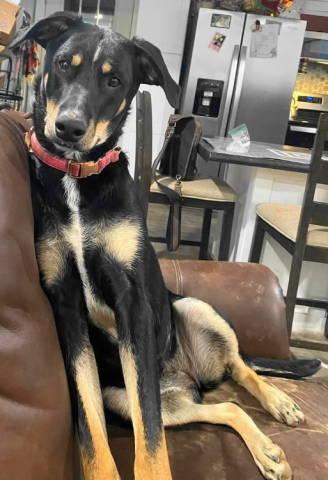 A-Tater, Adoptable, Young Female Doberman Pinscher & German Shepherd Dog.