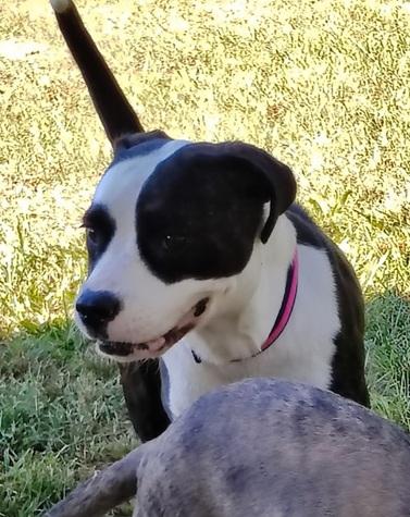 Enlarge Wednesday, a Adopted mixed breed in Manning, SC image 1/1