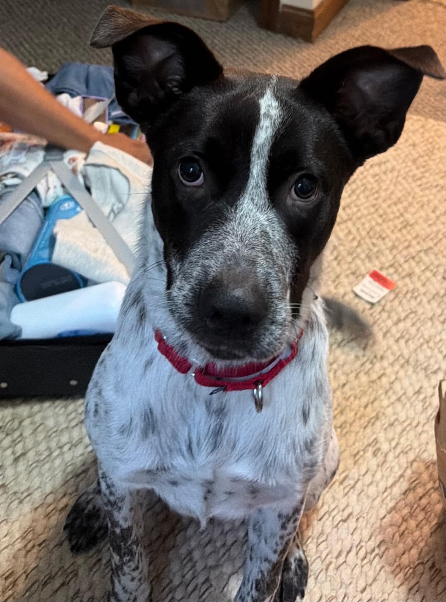 Enlarge Parton (Chase 2), a ADOPTABLE mixed breed in Brunswick, ME image 1/1