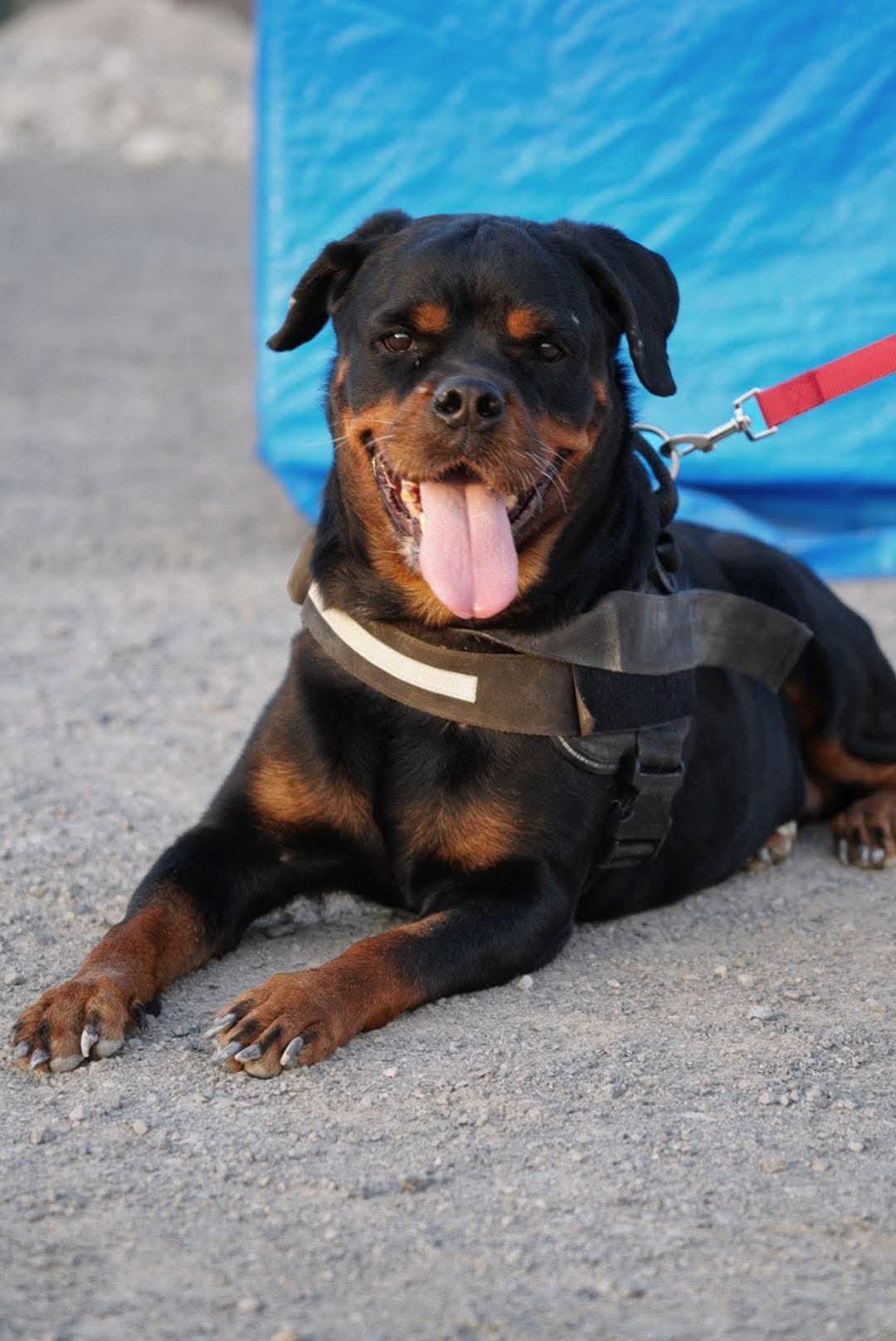 Enlarge ROXANNE, a Adoptable Rottweiler in Toronto, ON image 4/6