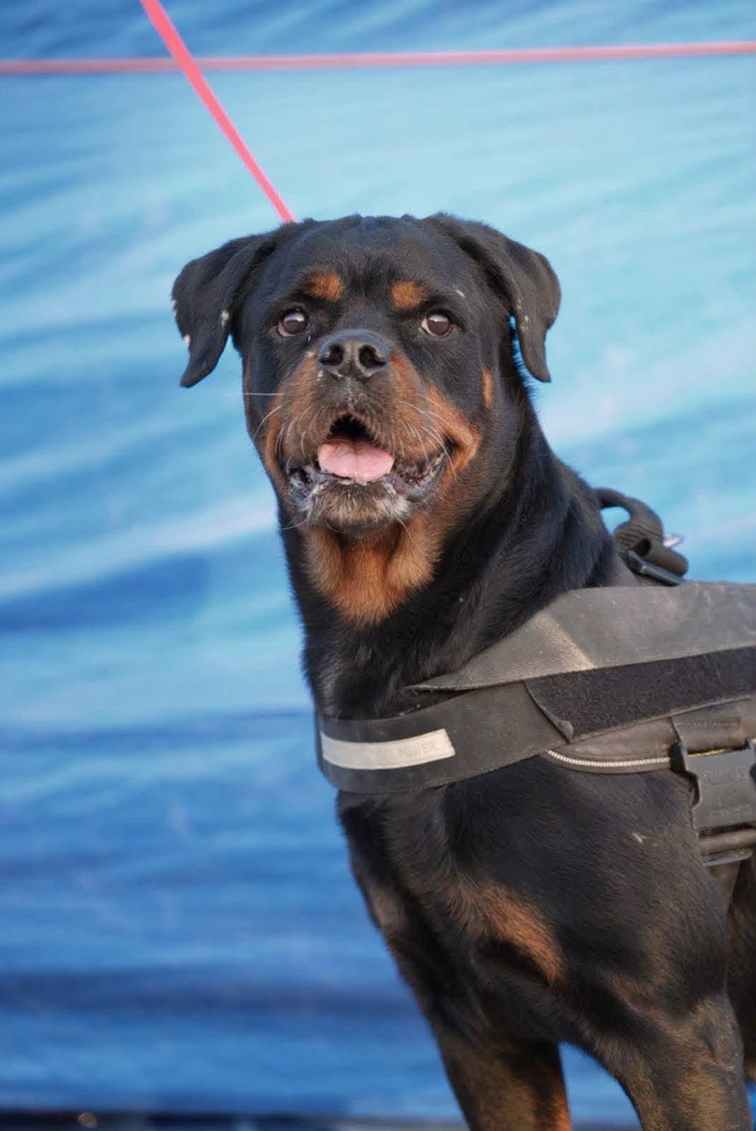 Enlarge ROXANNE, a Adoptable Rottweiler in Toronto, ON image 6/6