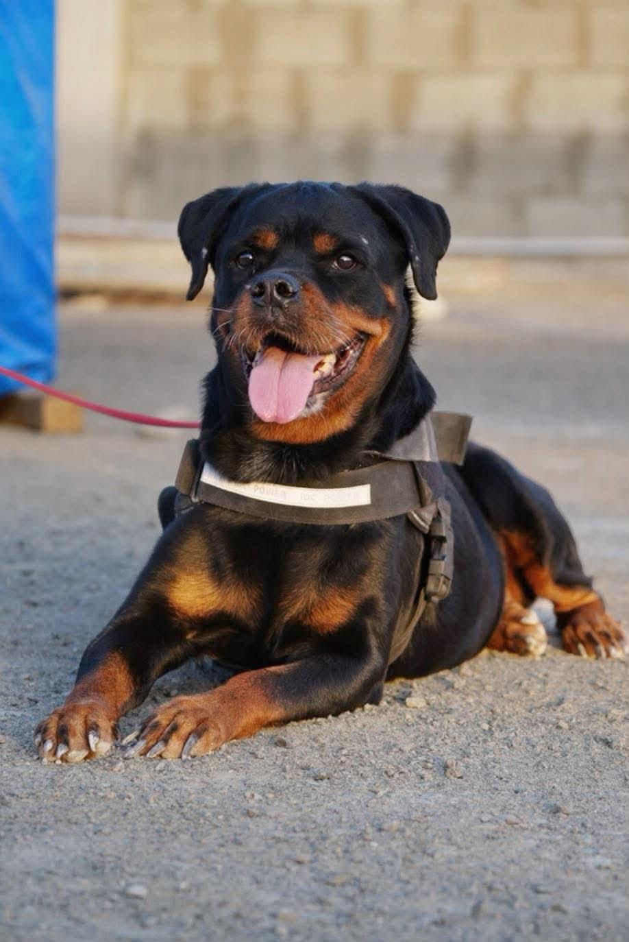 Enlarge ROXANNE, a Adoptable Rottweiler in Toronto, ON image 5/6