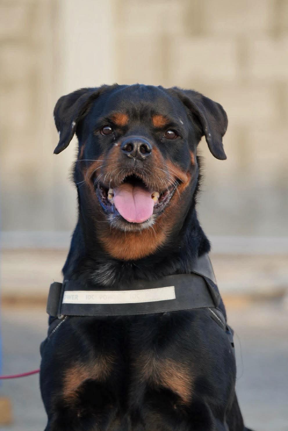 Enlarge ROXANNE, a Adoptable Rottweiler in Toronto, ON image 3/6