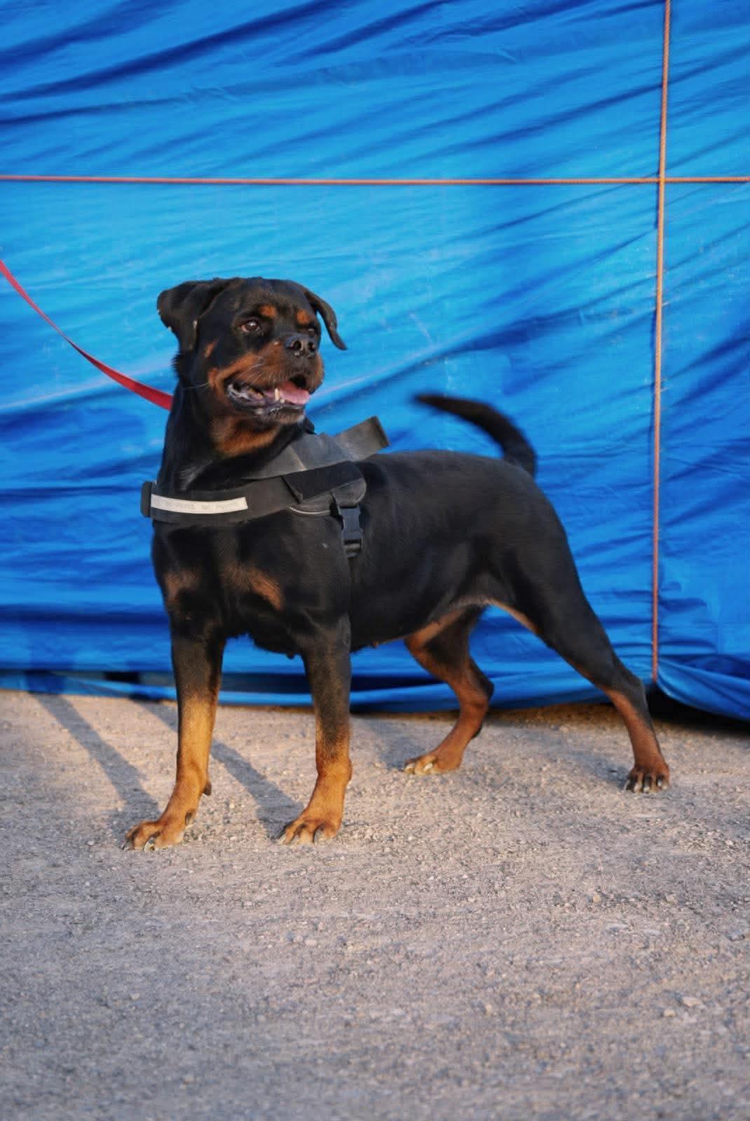 Enlarge ROXANNE, a Adoptable Rottweiler in Toronto, ON image 2/6