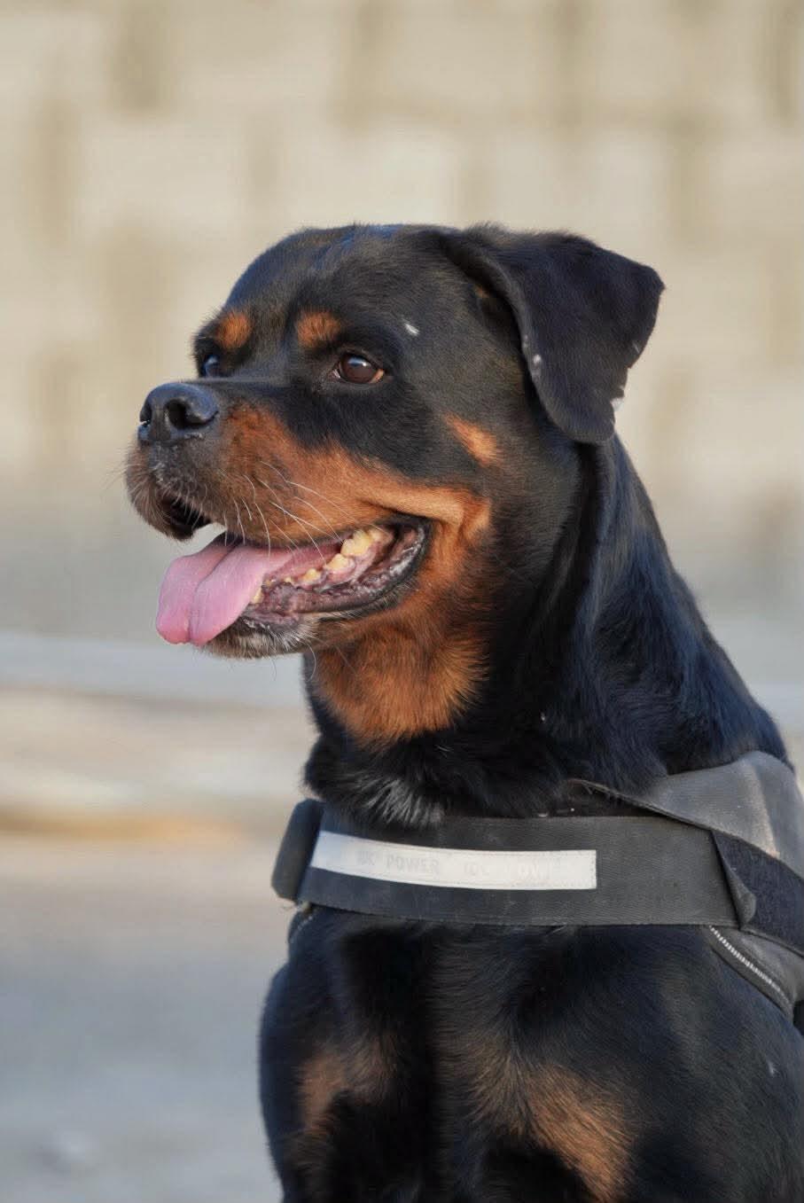 ROXANNE, Adoptable, Adult Female Rottweiler.