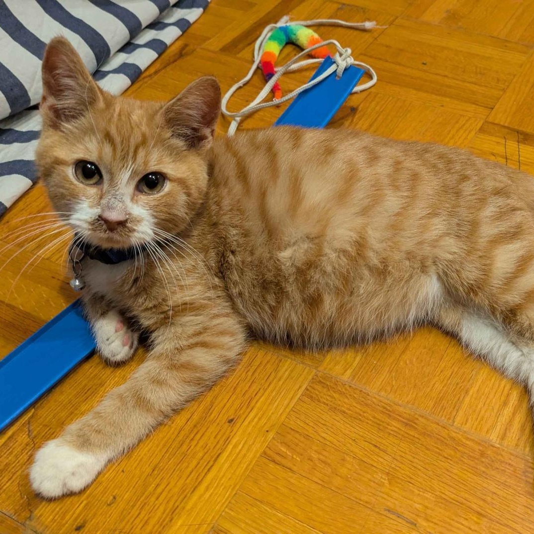 Mango, an adopted Domestic Short Hair in Weehawken, NJ image 1/4