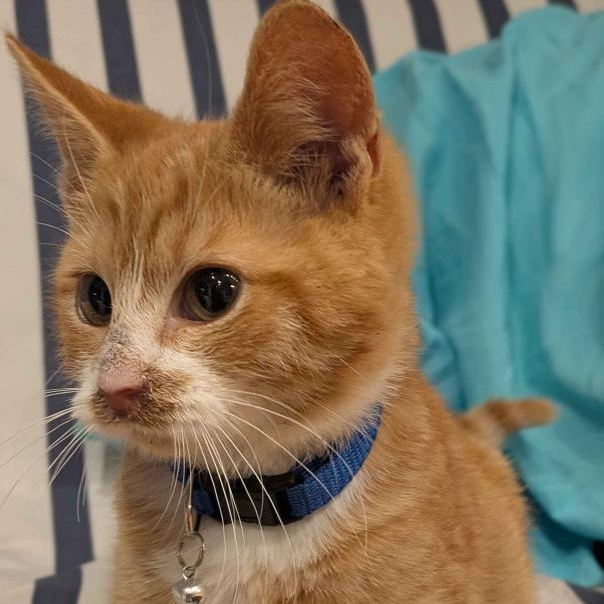 Mango, an adopted Domestic Short Hair in Weehawken, NJ image 2/4