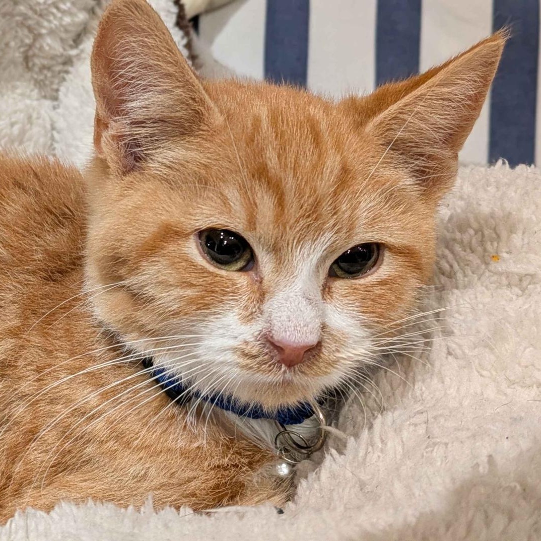 Mango, an adopted Domestic Short Hair in Weehawken, NJ image 3/4