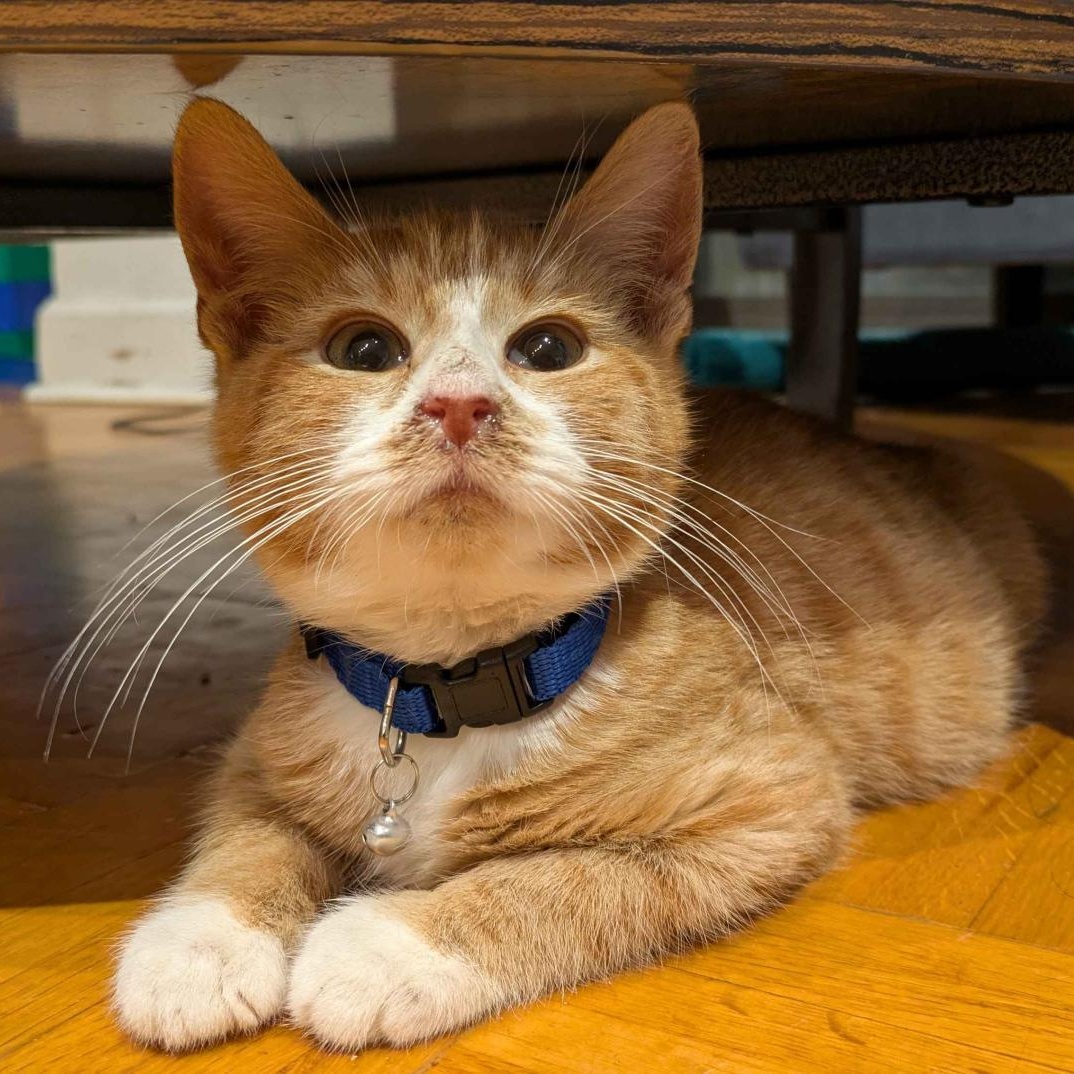 Mango, an adopted Domestic Short Hair in Weehawken, NJ image 4/4
