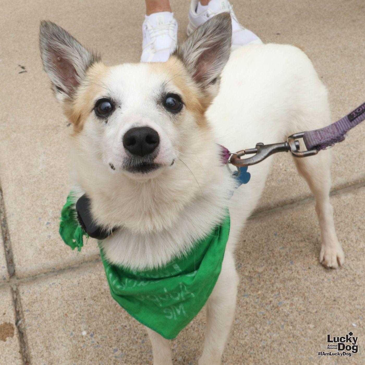 Enlarge Barney, a Adoptable Jack Russell Terrier in Washington, DC image 1/3