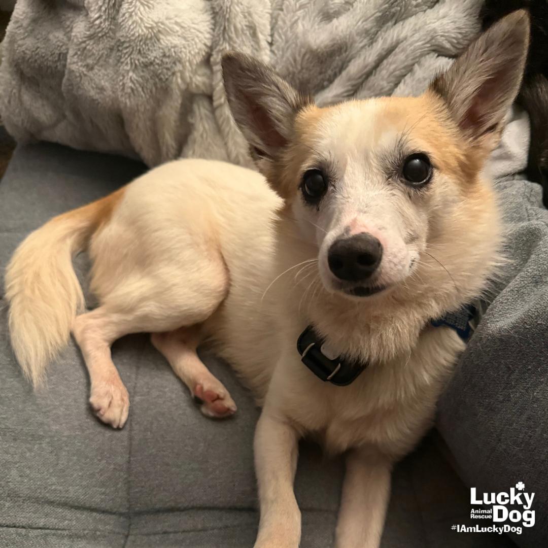 Enlarge Barney, a Adoptable Jack Russell Terrier in Washington, DC image 2/3
