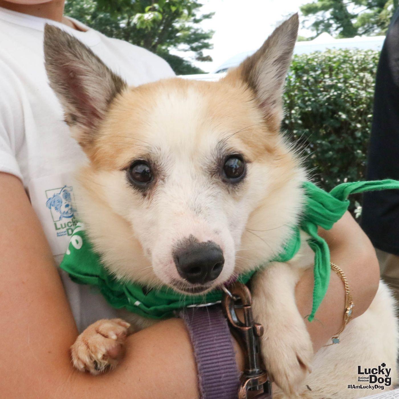 Enlarge Barney, a Adoptable Jack Russell Terrier in Washington, DC image 3/3