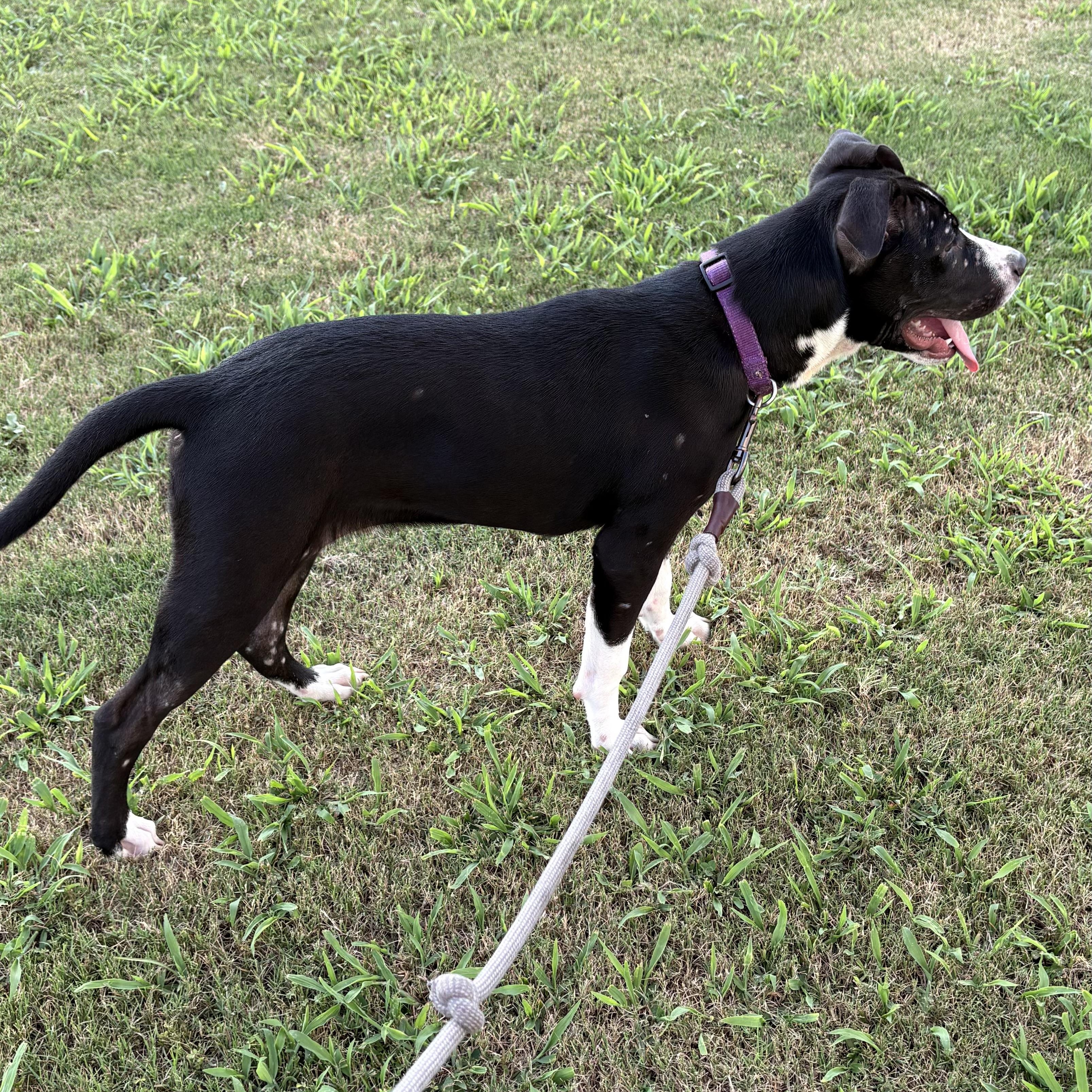 Sully, a Adoptable mixed breed in Ayden, NC image 2/6