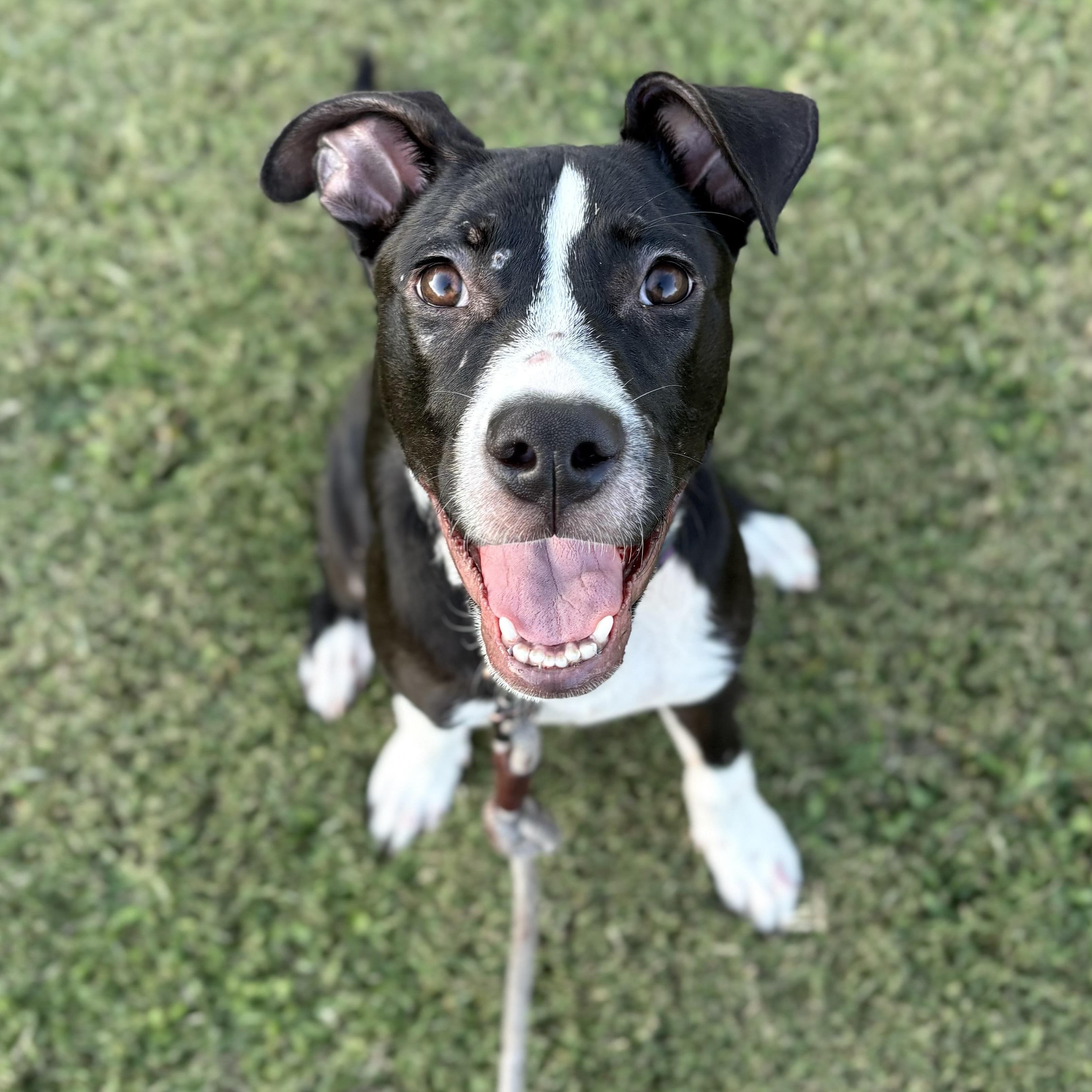 Enlarge Sully, a Adoptable mixed breed in Ayden, NC image 1/6