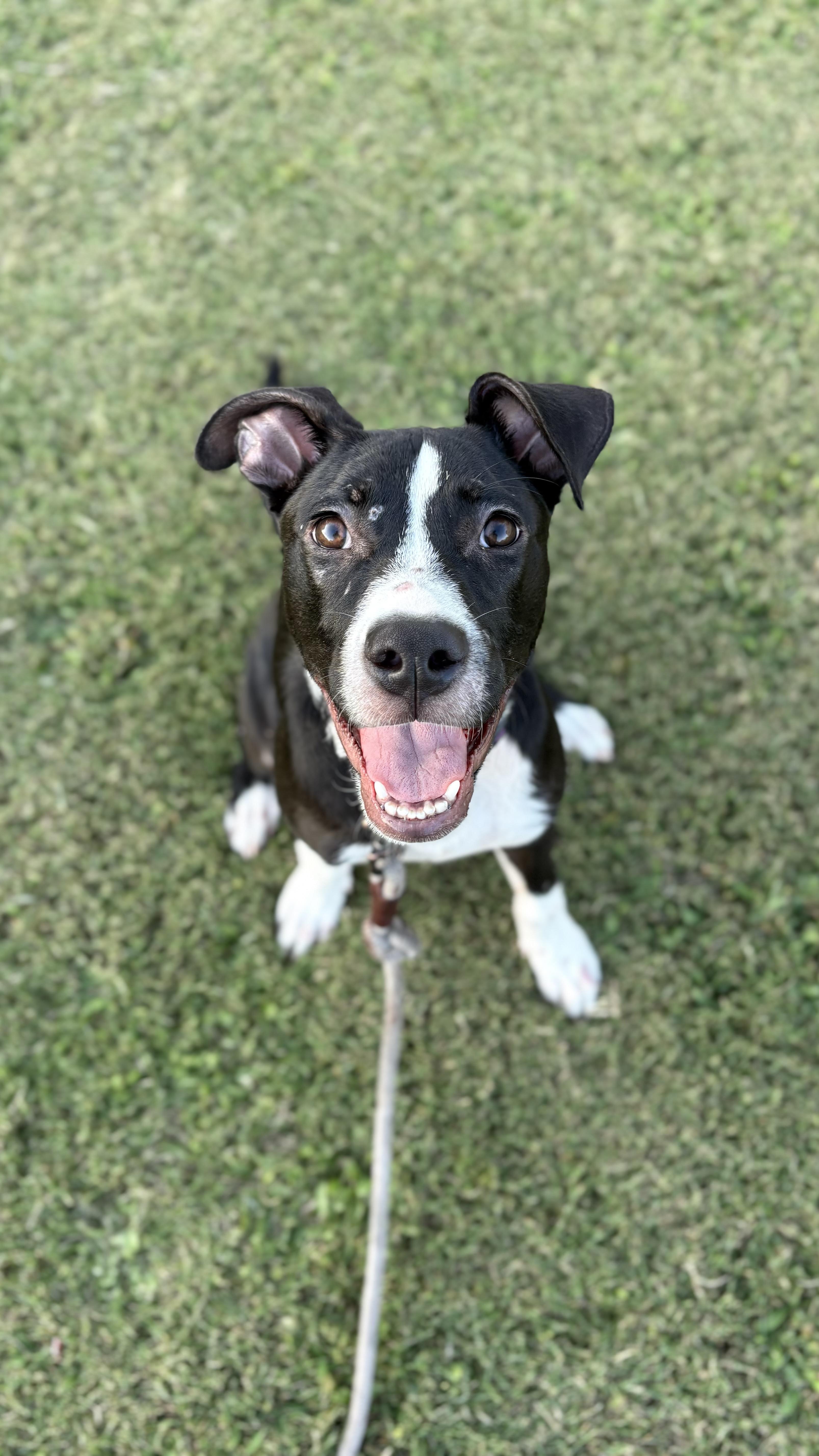 Sully, a Adoptable mixed breed in Ayden, NC image 1/6