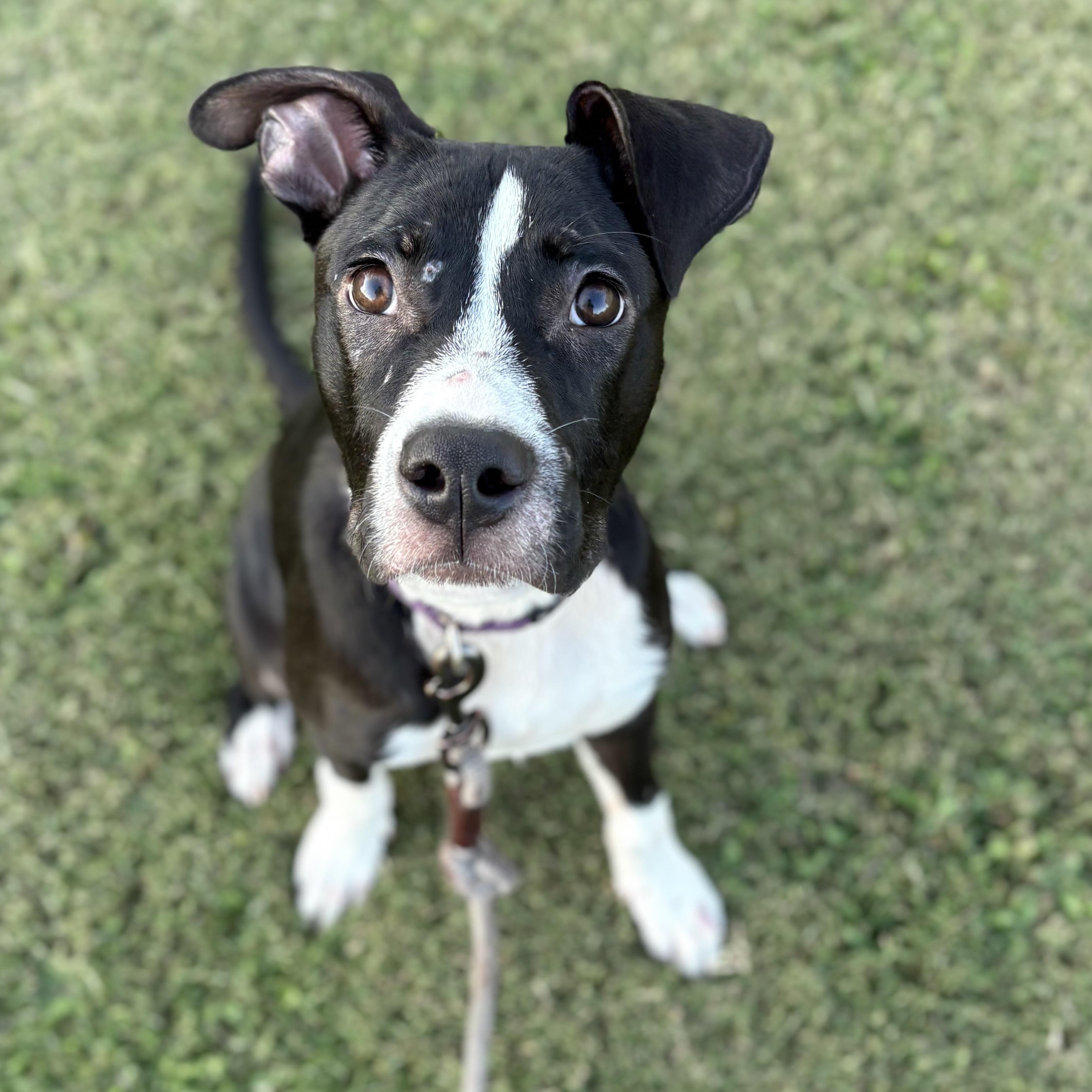 Sully, a Adoptable mixed breed in Ayden, NC image 3/6
