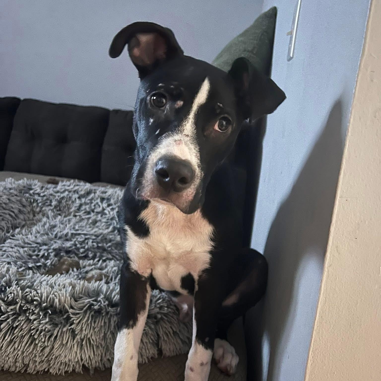 Sully, a Adoptable mixed breed in Ayden, NC image 4/6