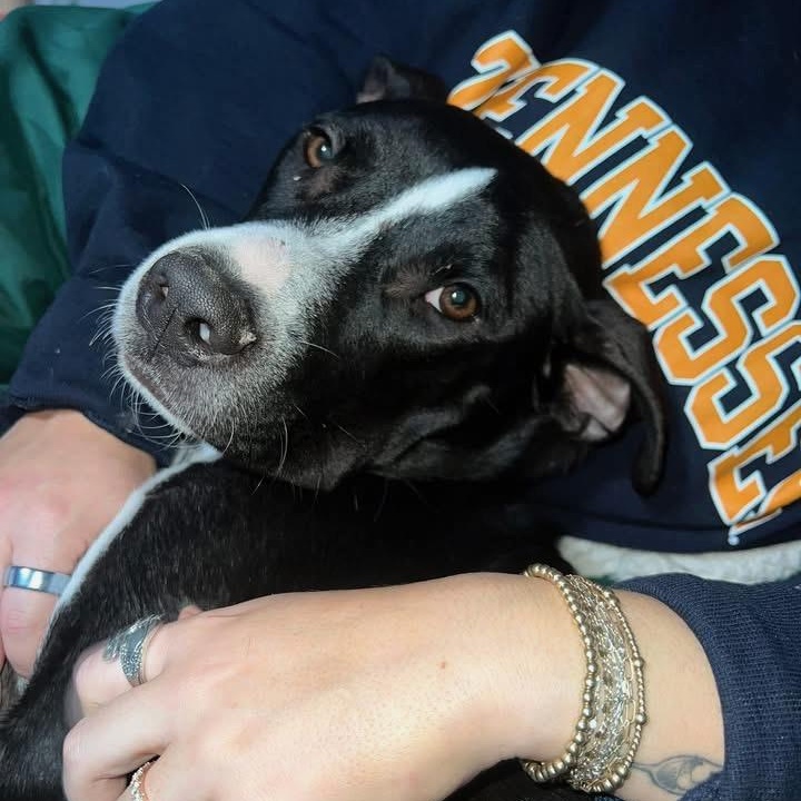 Enlarge Sully, a Adoptable mixed breed in Ayden, NC image 6/6