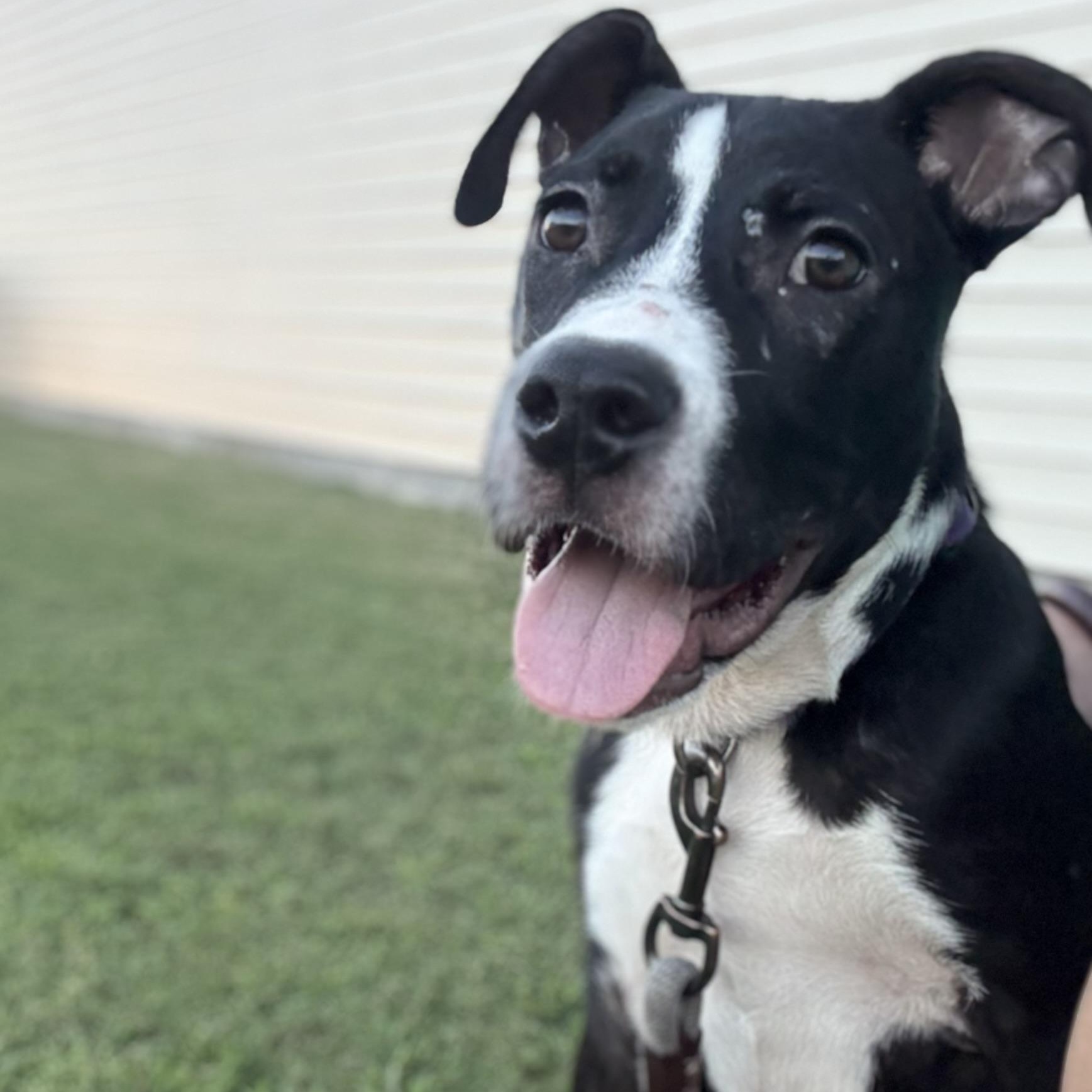 Sully, a Adoptable mixed breed in Ayden, NC image 5/6