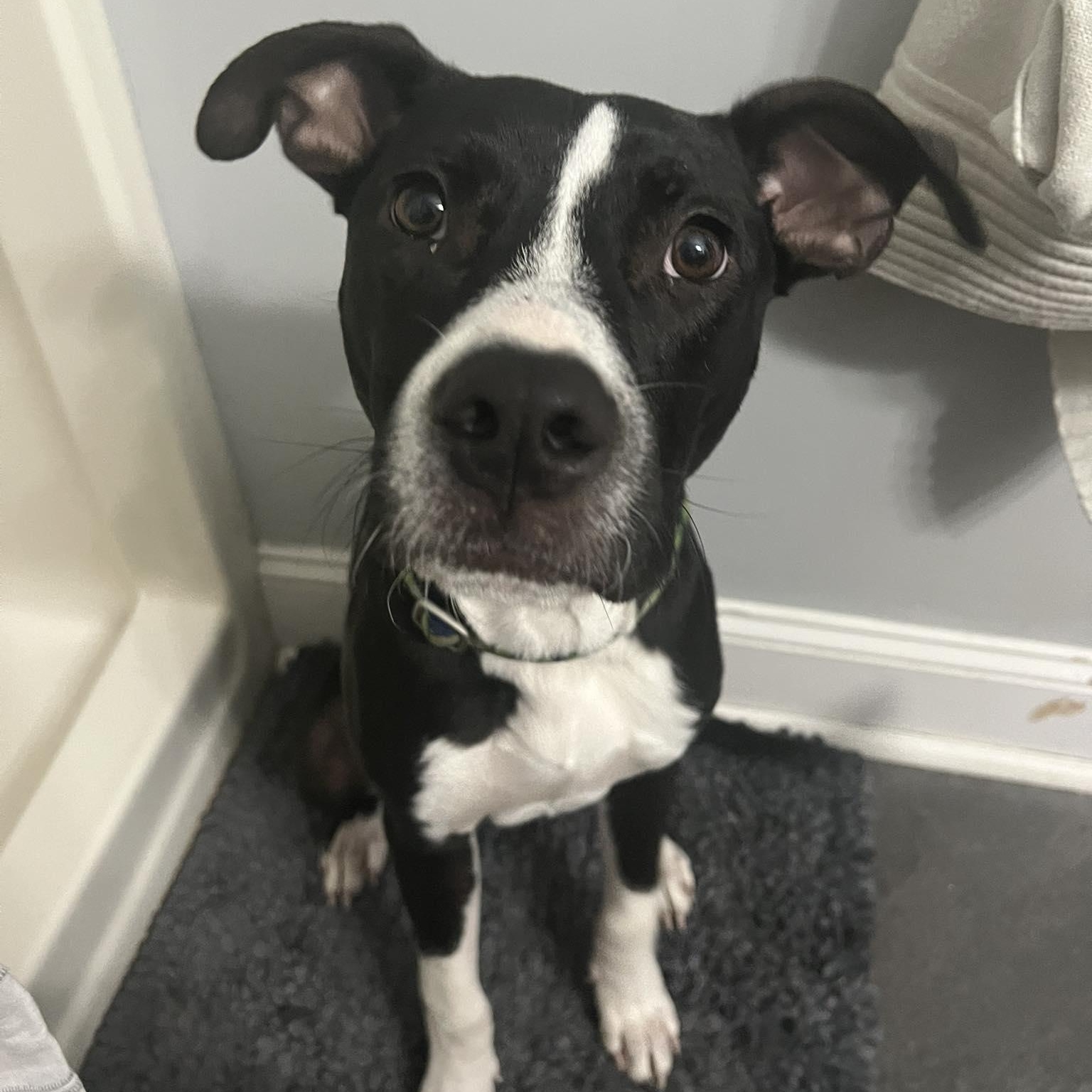 Enlarge Sully, a Adoptable mixed breed in Ayden, NC image 5/6