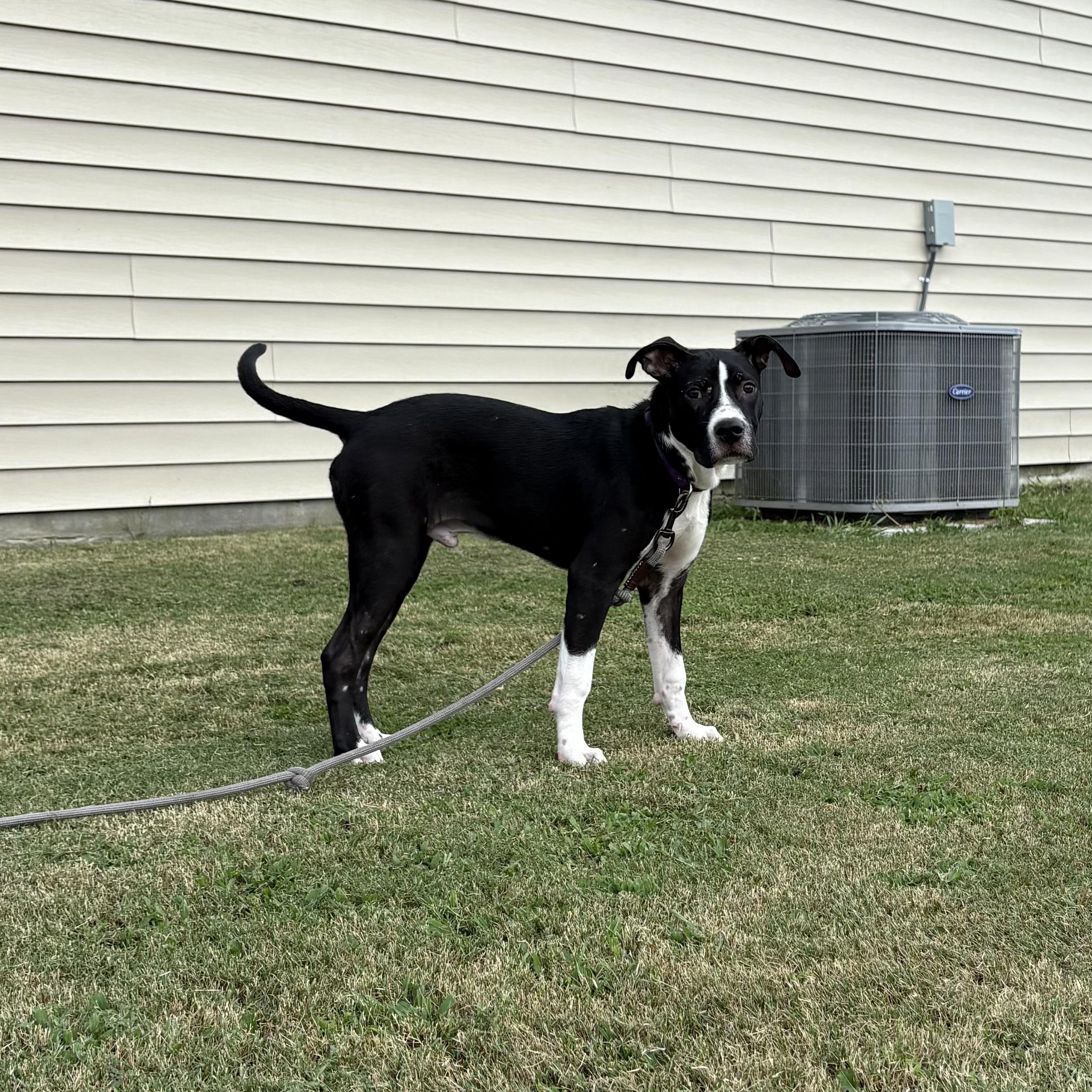 Sully, a Adoptable mixed breed in Ayden, NC image 6/6