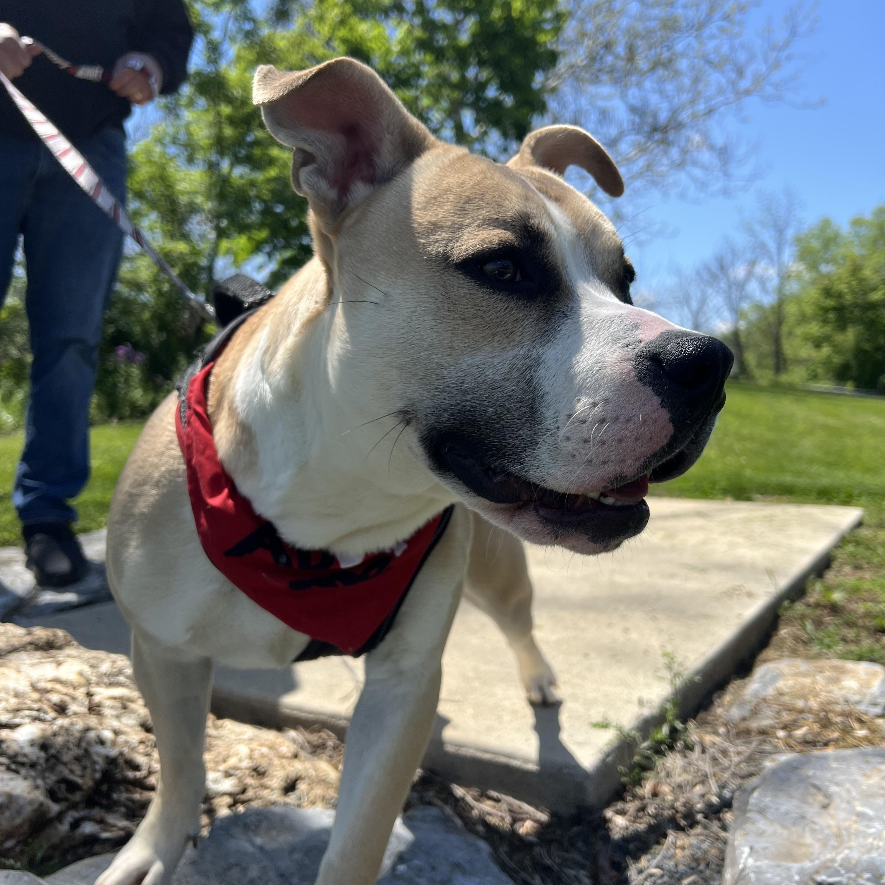 Enlarge Andre, a ADOPTABLE mixed breed in Myerstown, PA image 3/6