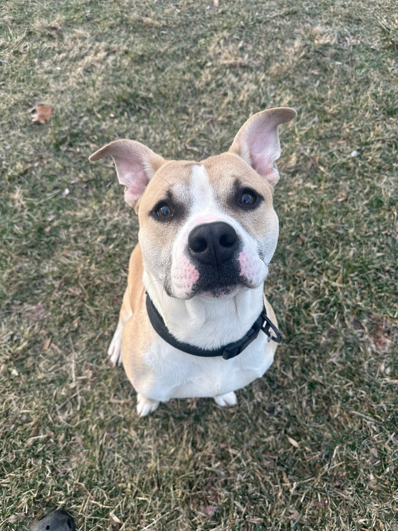 Andre, ADOPTABLE, Young Male Mixed Breed.