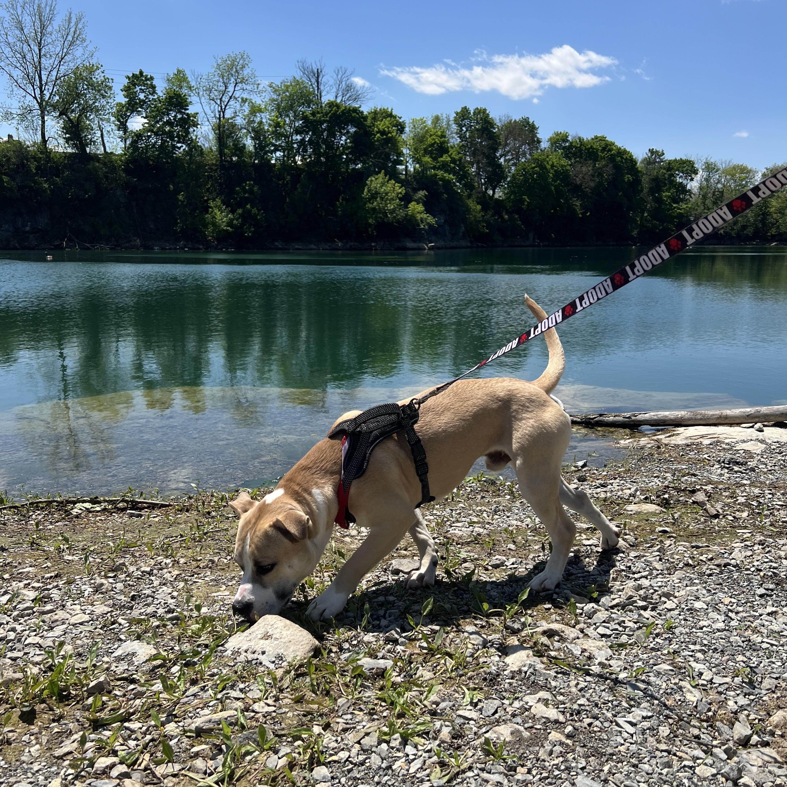Enlarge Andre, a ADOPTABLE mixed breed in Myerstown, PA image 6/6