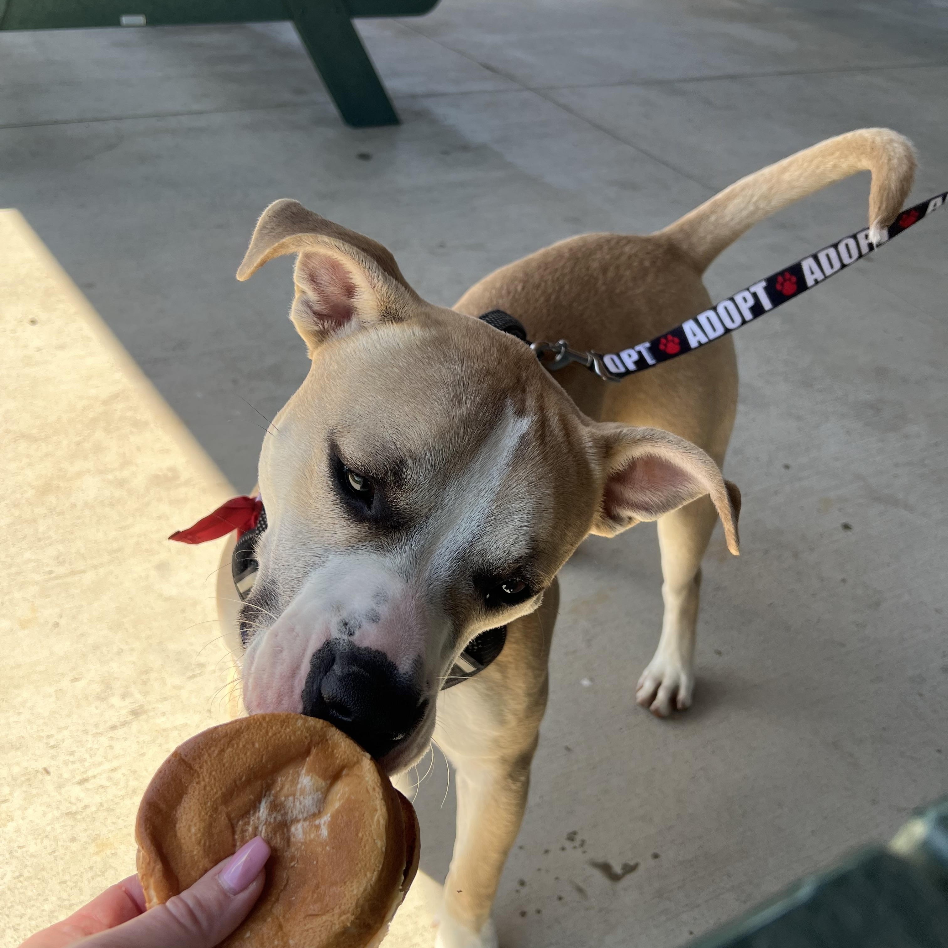 Enlarge Andre, a ADOPTABLE mixed breed in Myerstown, PA image 4/6