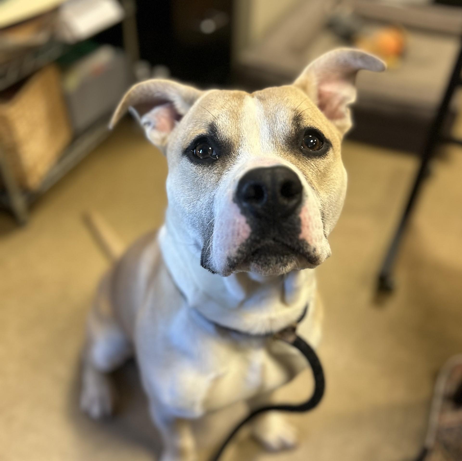 Enlarge Andre, a ADOPTABLE mixed breed in Myerstown, PA image 2/6