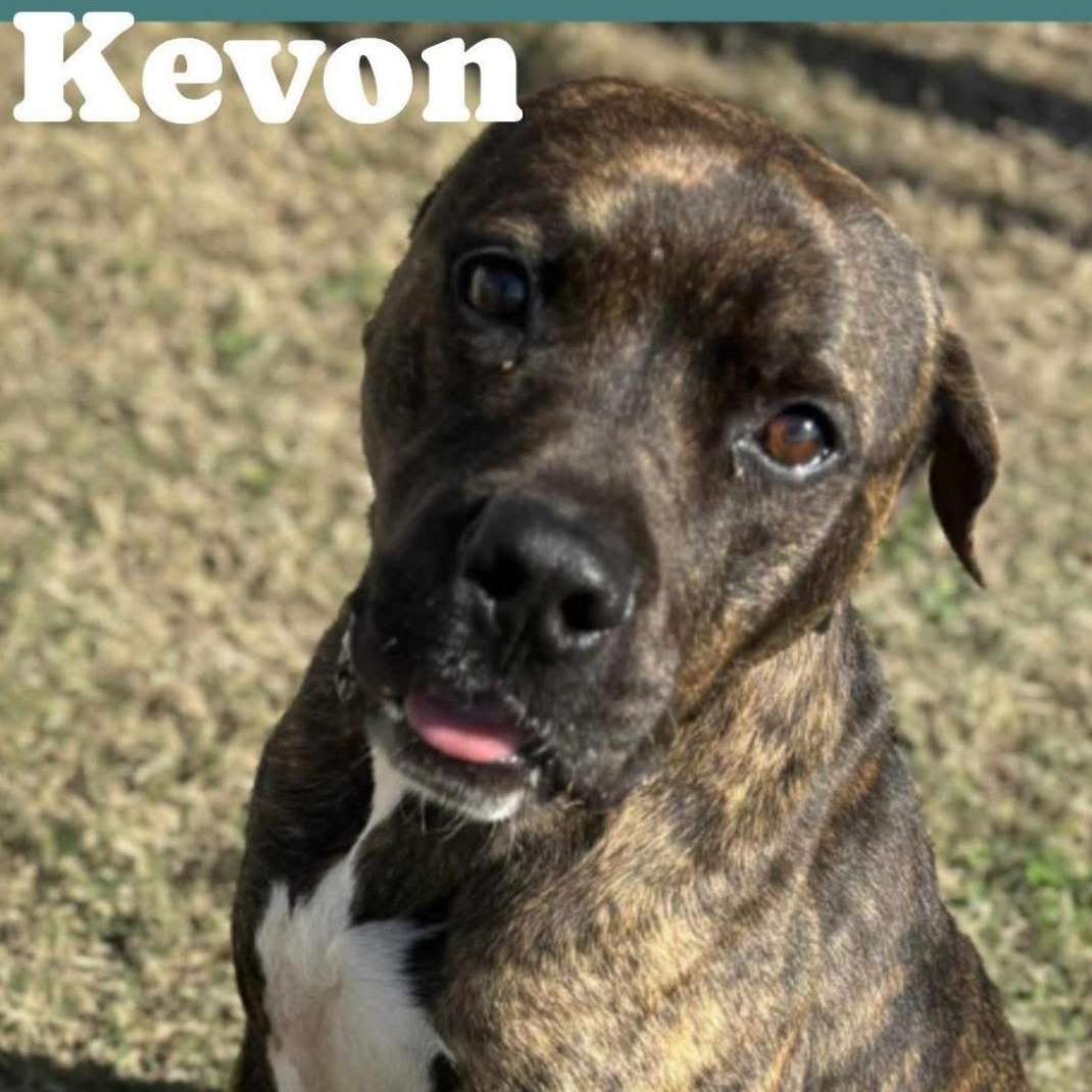 Enlarge Kevon (foster to adopt), a ADOPTABLE mixed breed in White Lake, MI image 1/1