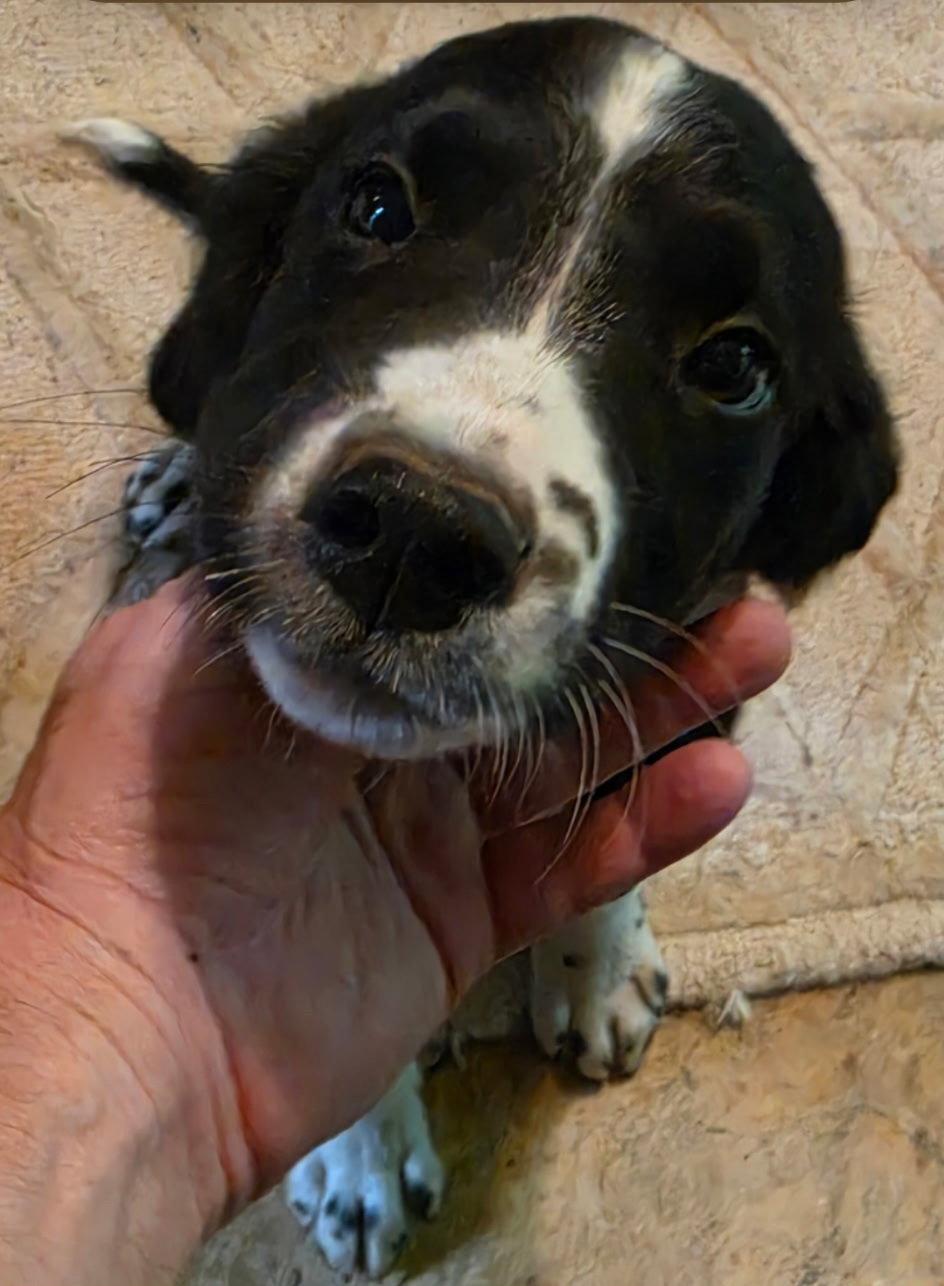 Huey/Spot, Adopted, Young Male Labrador Retriever.