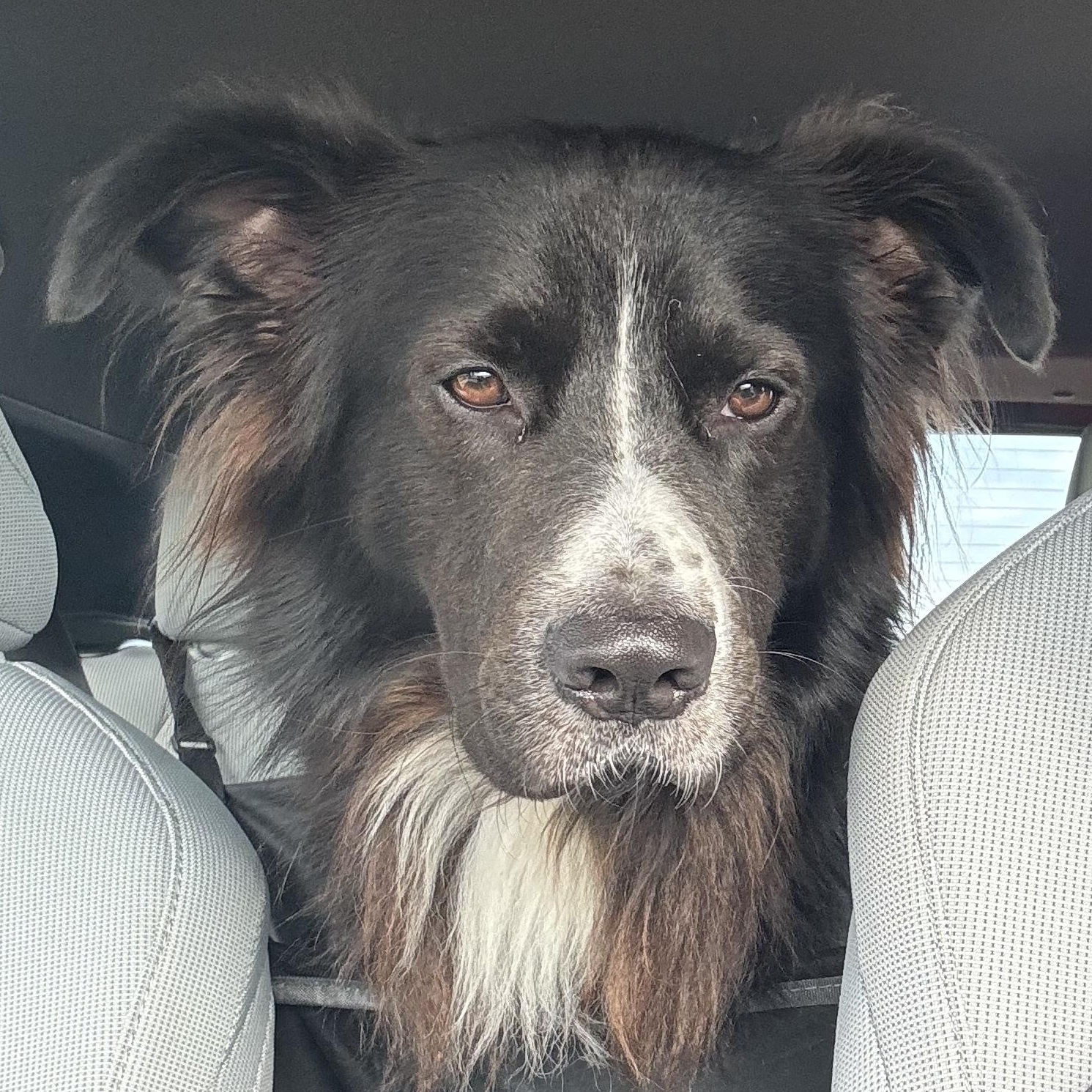 Enlarge Jake, a Adoptable mixed breed in Columbia, MO image 2/6