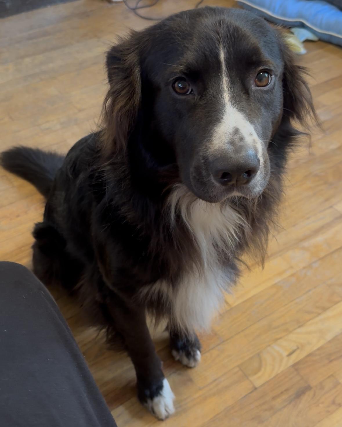 Enlarge Jake, a Adoptable mixed breed in Columbia, MO image 4/6