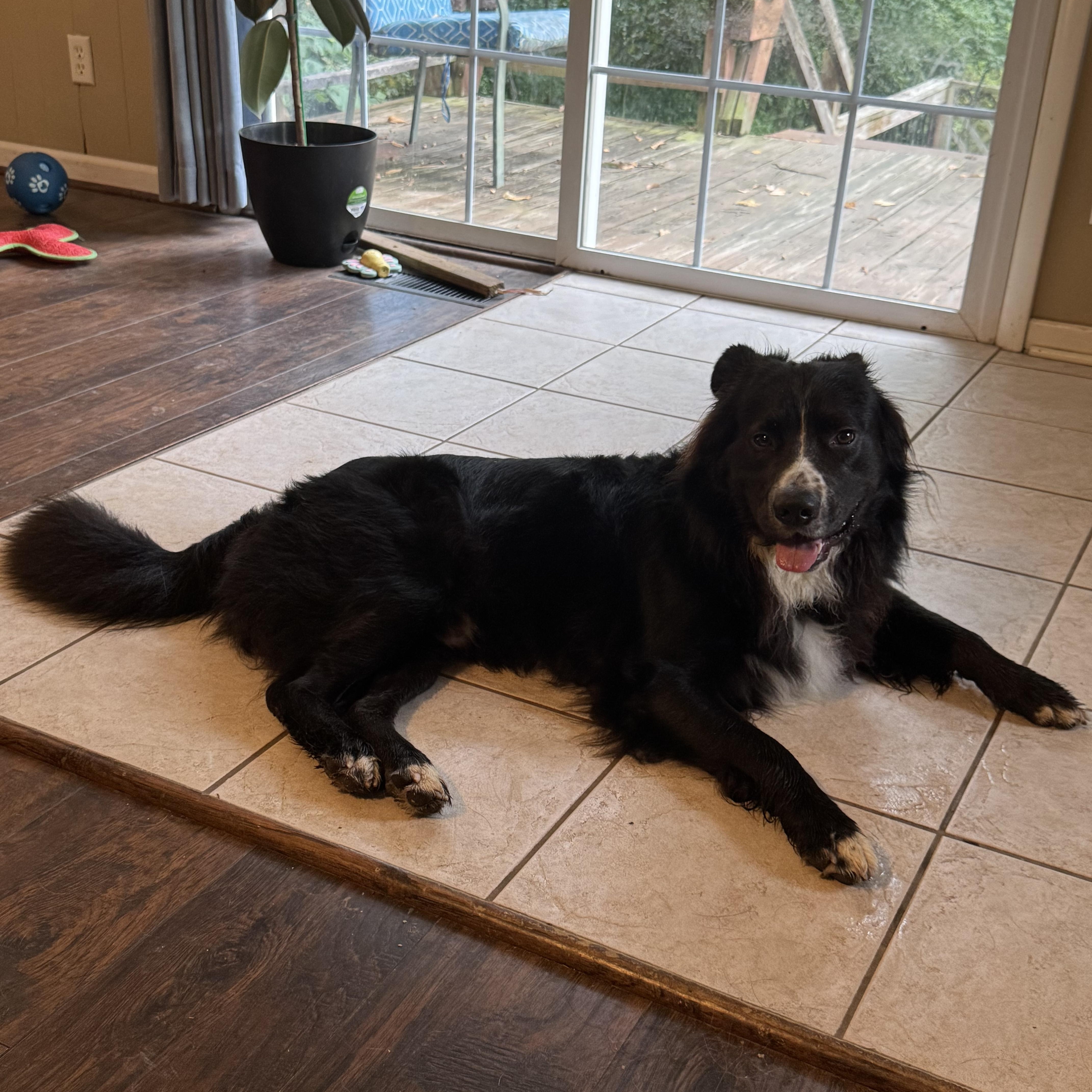 Enlarge Jake, a Adoptable mixed breed in Columbia, MO image 5/6