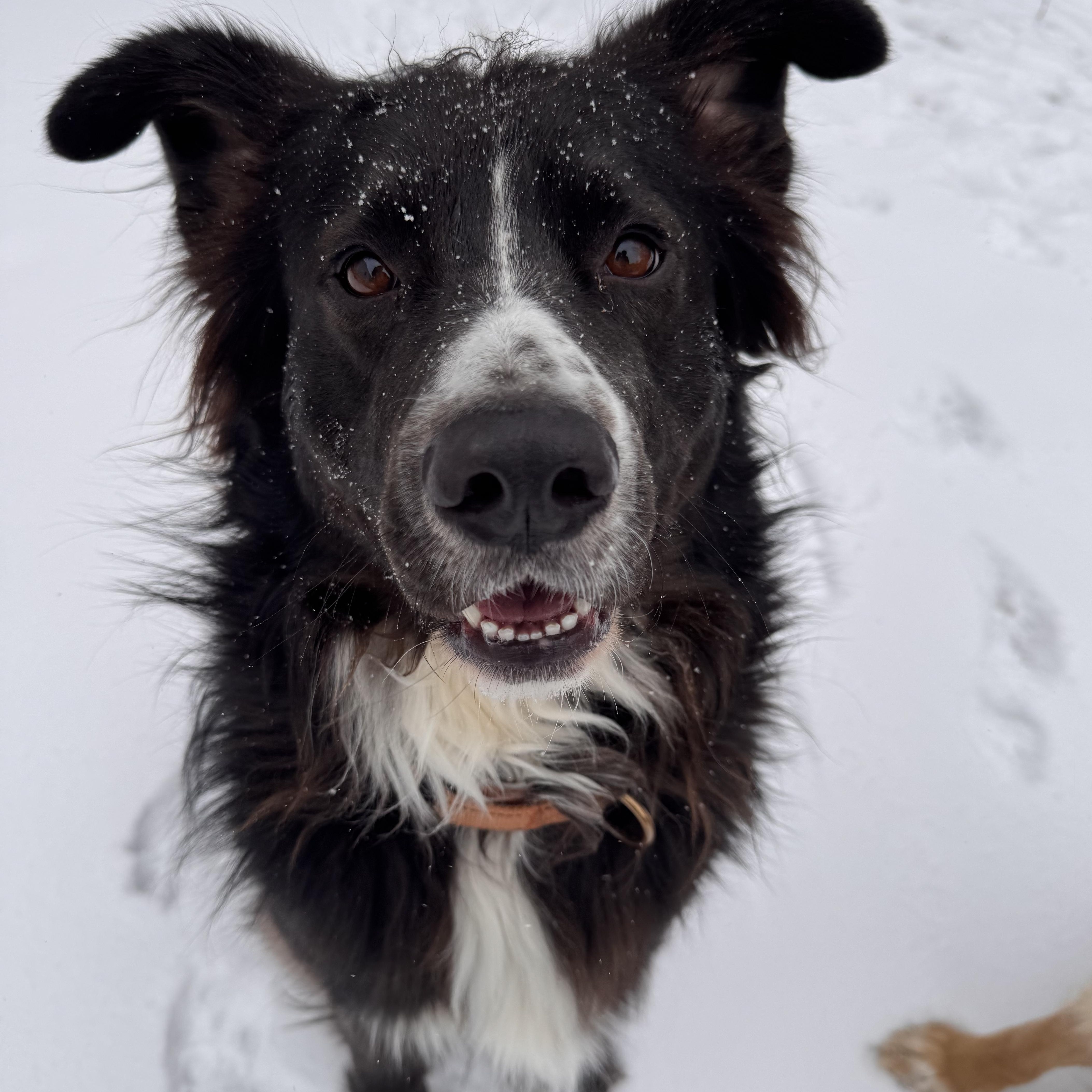 Jake, a Adoptable mixed breed in Columbia, MO image 1/6