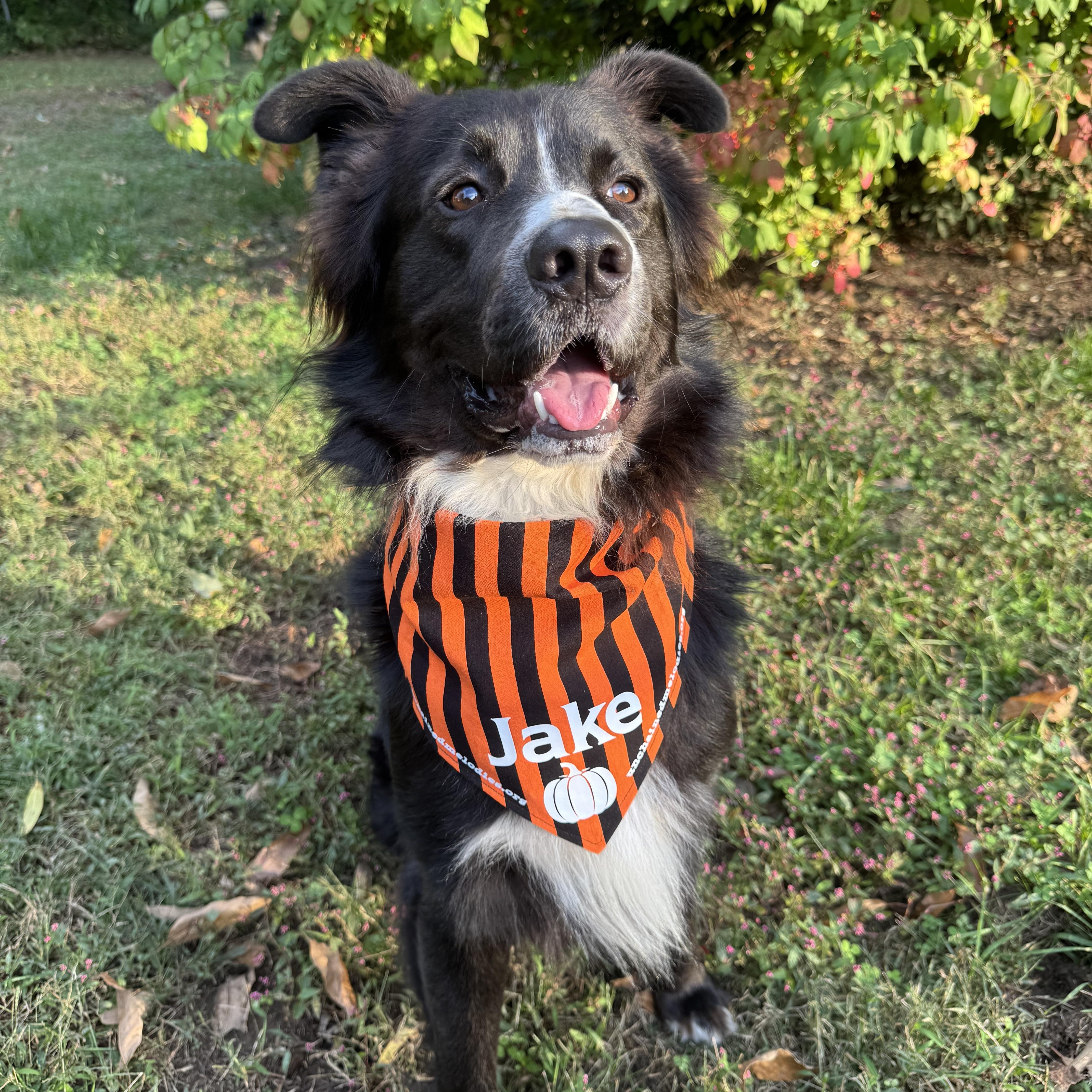 Enlarge Jake, a Adoptable mixed breed in Columbia, MO image 3/6