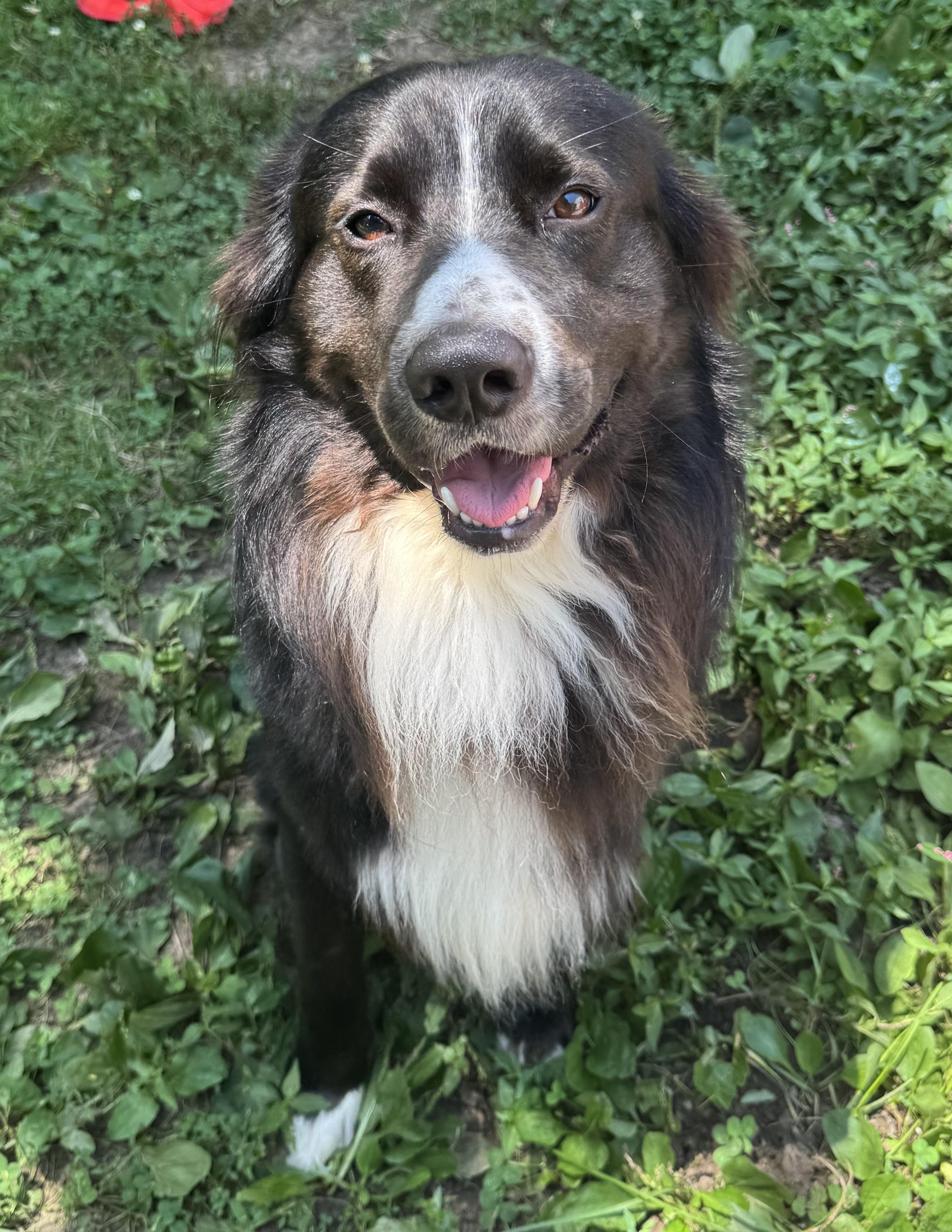 Enlarge Jake, a Adoptable mixed breed in Columbia, MO image 6/6