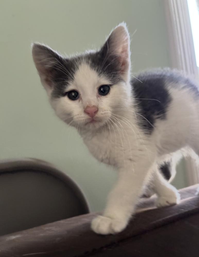 Diesel, Adoptable, Kitten Male Domestic Short Hair.