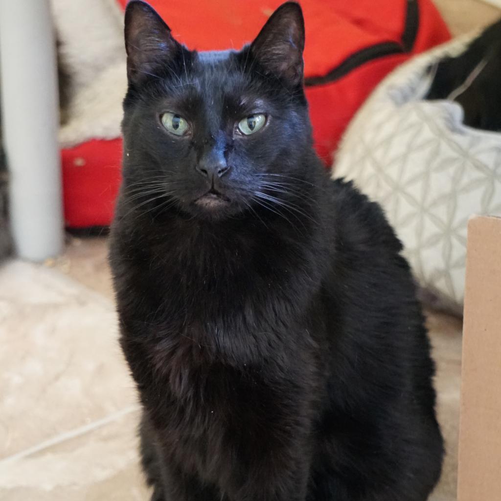 Jack, Adoptable, Senior Male Domestic Short Hair.