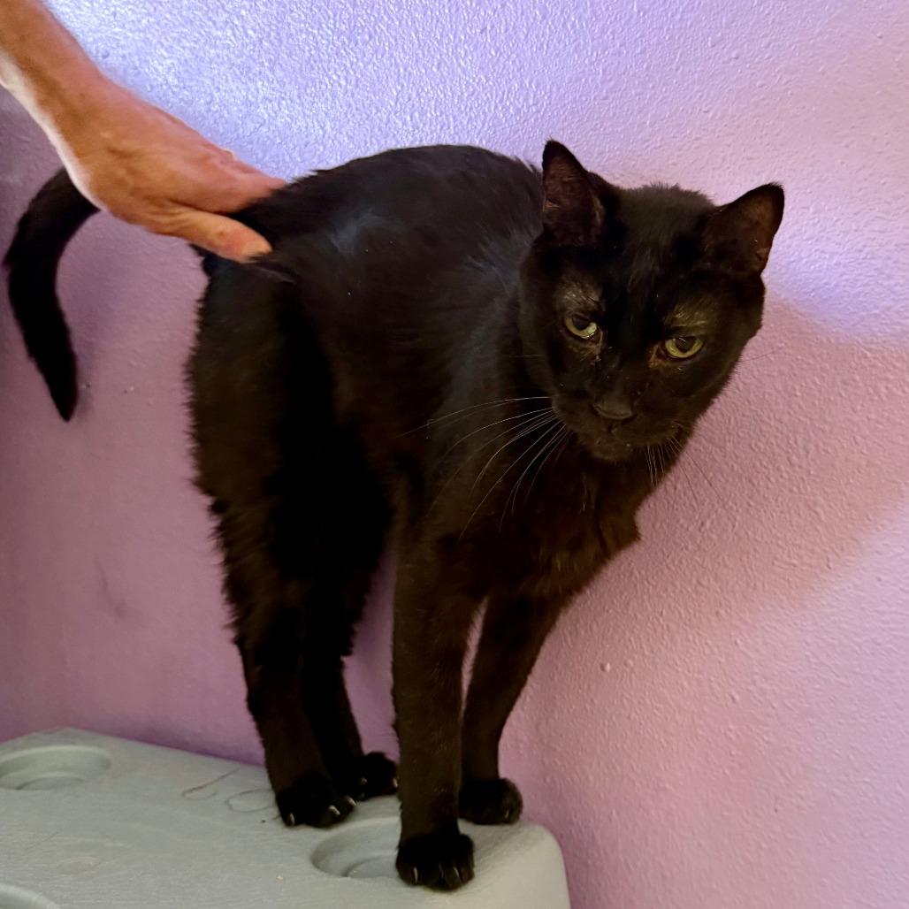 Jack, a Adoptable Domestic Short Hair in Colorado Springs, CO image 2/2