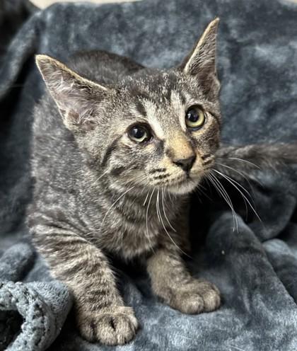 Enlarge Count Tabula, a Adoptable Domestic Short Hair in Phoenix, AZ image 1/1