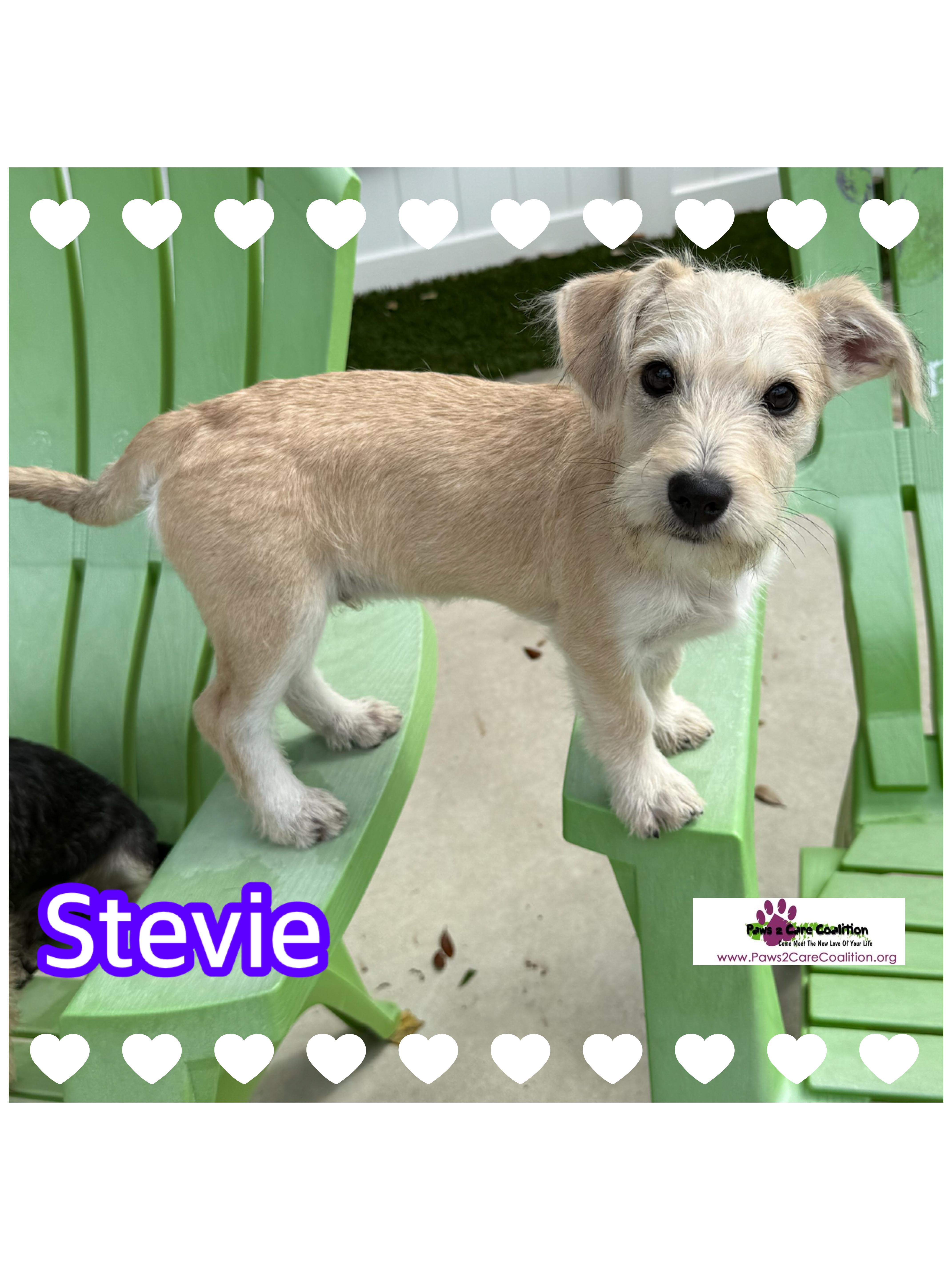 Stevie Schnauzer Dog