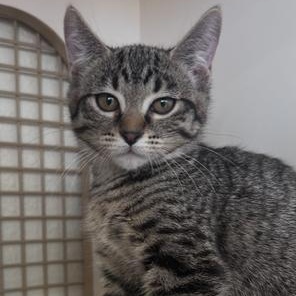 Kyra (gf), Young Female Tabby