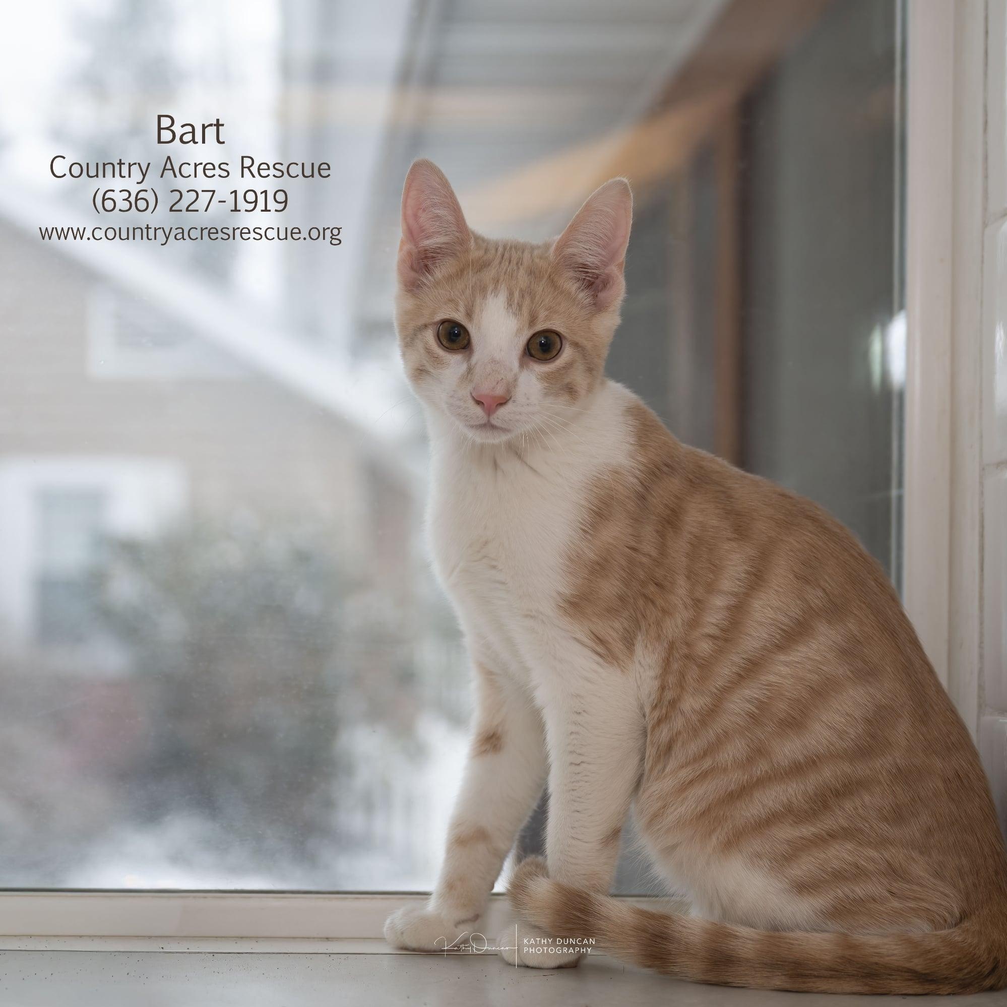Bart, a ADOPTABLE Domestic Short Hair in Manchester, MO image 4/4